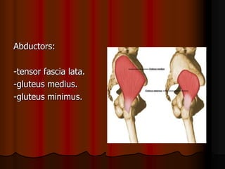 Abductors:
-tensor fascia lata.
-gluteus medius.
-gluteus minimus.
 