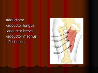 Adductors:
-adductor longus.
-adductor brevis.
-adductor magnus.
- Pectineus.
 