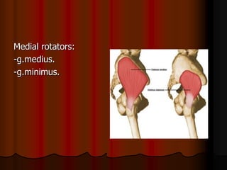 Medial rotators:
-g.medius.
-g.minimus.
 