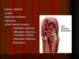 Lateral rotators:
-g.max.
-adductor muscles.
-sartorius.
-other lateral rotators:
-Gemellus Superior
-Obturator Internus
- Gemellus inferior
-Obturator Externus
Quadratus-
 