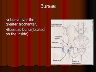Bursae
-a bursa over the
greater trochanter.
-iliopsoas bursa(located
on the inside).
 