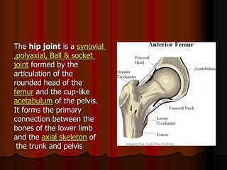 synovialis ahip jointThe
Ball & socket,polyaxial,
formed by thejoint
articulation of the
rounded head of the
like-and the cupfemur
of the pelvis.acetabulum
It forms the primary
connection between the
bones of the lower limb
ofaxial skeletonand the
the trunk and pelvis
 