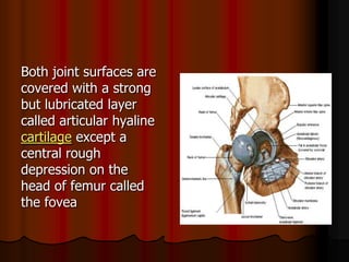 Both joint surfaces are
covered with a strong
but lubricated layer
called articular hyaline
except acartilage
central rough
depression on the
head of femur called
the fovea
 