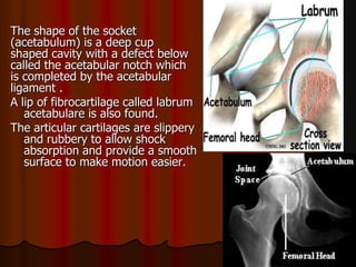 The shape of the socket
(acetabulum) is a deep cup
shaped cavity with a defect below
called the acetabular notch which
is completed by the acetabular
ligament .
A lip of fibrocartilage called labrum
acetabulare is also found.
The articular cartilages are slippery
and rubbery to allow shock
absorption and provide a smooth
surface to make motion easier.
 