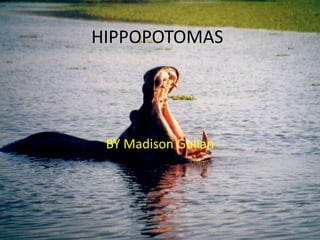 HIPPOPOTOMAS BY Madison Gulian 