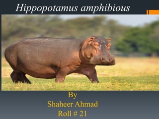 Hippopotamus amphibious
By
Shaheer Ahmad
Roll # 21
 