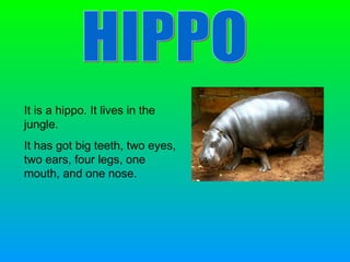 HIPPO It is a hippo. It lives in the jungle. It has got big teeth, two eyes, two ears, four legs, one mouth, and one nose. 