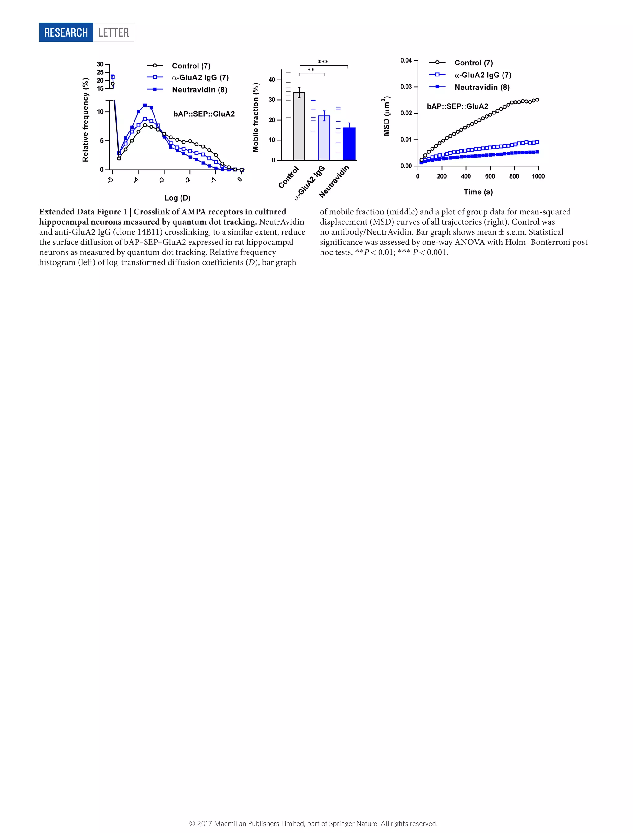 LetterRESEARCH
Extended Data Figure 1 | Crosslink of AMPA receptors in cultured
hippocampal neurons measured by quantum dot tracking. NeutrAvidin
and anti-GluA2 IgG (clone 14B11) crosslinking, to a similar extent, reduce
the surface diffusion of bAP–SEP–GluA2 expressed in rat hippocampal
neurons as measured by quantum dot tracking. Relative frequency
histogram (left) of log-transformed diffusion coefficients (D), bar graph
of mobile fraction (middle) and a plot of group data for mean-squared
displacement (MSD) curves of all trajectories (right). Control was
no antibody/NeutrAvidin. Bar graph shows mean ±​ s.e.m. Statistical
significance was assessed by one-way ANOVA with Holm–Bonferroni post
hoc tests. *​*​P <​ 0.01; *​*​*​ P <​ 0.001.
© 2017 Macmillan Publishers Limited, part of Springer Nature. All rights reserved.
 