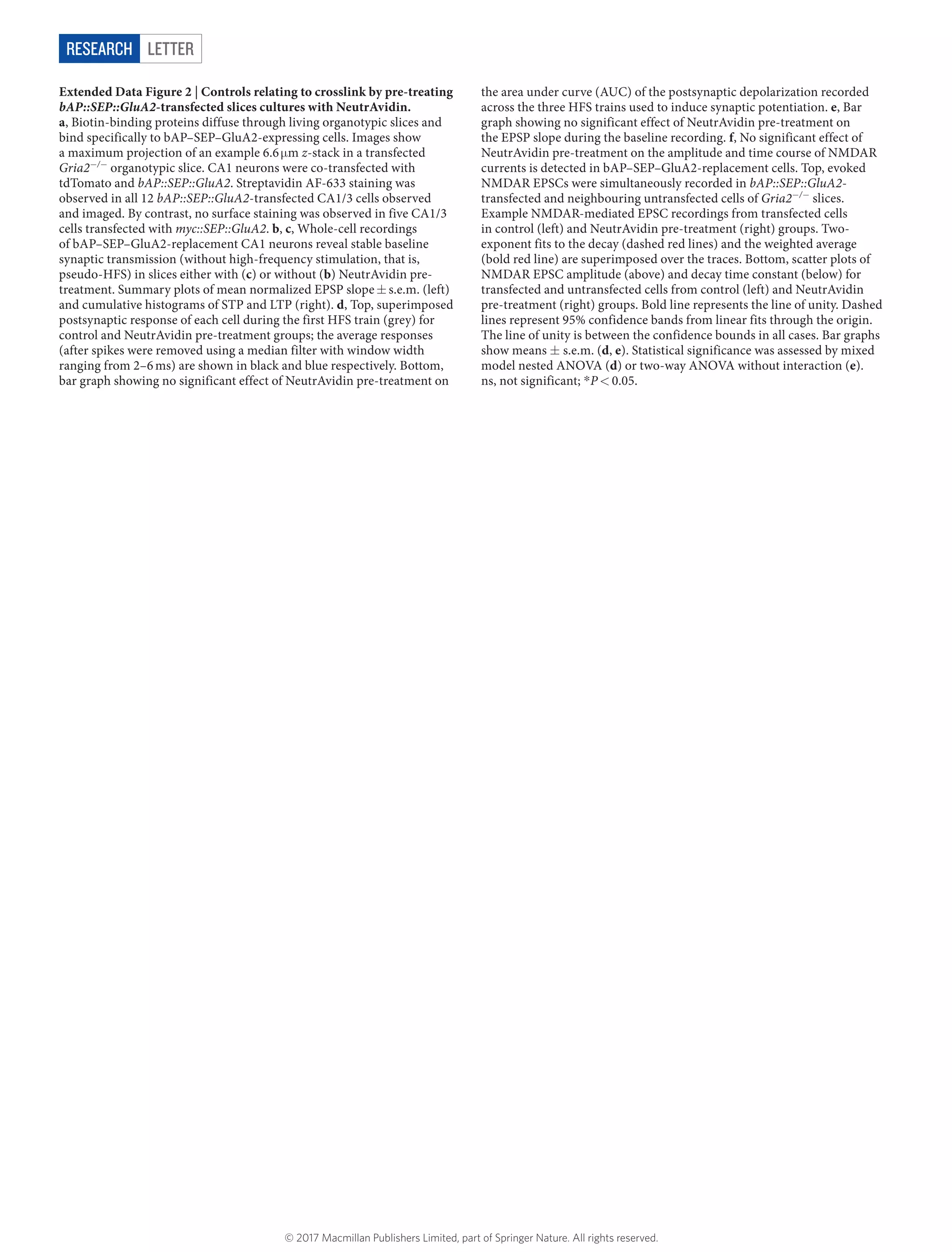 LetterRESEARCH
Extended Data Figure 2 | Controls relating to crosslink by pre-treating
bAP::SEP::GluA2-transfected slices cultures with NeutrAvidin.
a, Biotin-binding proteins diffuse through living organotypic slices and
bind specifically to bAP–SEP–GluA2-expressing cells. Images show
a maximum projection of an example 6.6 μ​m z-stack in a transfected
Gria2−/−
organotypic slice. CA1 neurons were co-transfected with
tdTomato and bAP::SEP::GluA2. Streptavidin AF-633 staining was
observed in all 12 bAP::SEP::GluA2-transfected CA1/3 cells observed
and imaged. By contrast, no surface staining was observed in five CA1/3
cells transfected with myc::SEP::GluA2. b, c, Whole-cell recordings
of bAP–SEP–GluA2-replacement CA1 neurons reveal stable baseline
synaptic transmission (without high-frequency stimulation, that is,
pseudo-HFS) in slices either with (c) or without (b) NeutrAvidin pre-
treatment. Summary plots of mean normalized EPSP slope ±​ s.e.m. (left)
and cumulative histograms of STP and LTP (right). d, Top, superimposed
postsynaptic response of each cell during the first HFS train (grey) for
control and NeutrAvidin pre-treatment groups; the average responses
(after spikes were removed using a median filter with window width
ranging from 2–6 ms) are shown in black and blue respectively. Bottom,
bar graph showing no significant effect of NeutrAvidin pre-treatment on
the area under curve (AUC) of the postsynaptic depolarization recorded
across the three HFS trains used to induce synaptic potentiation. e, Bar
graph showing no significant effect of NeutrAvidin pre-treatment on
the EPSP slope during the baseline recording. f, No significant effect of
NeutrAvidin pre-treatment on the amplitude and time course of NMDAR
currents is detected in bAP–SEP–GluA2-replacement cells. Top, evoked
NMDAR EPSCs were simultaneously recorded in bAP::SEP::GluA2-
transfected and neighbouring untransfected cells of Gria2−/−
slices.
Example NMDAR-mediated EPSC recordings from transfected cells
in control (left) and NeutrAvidin pre-treatment (right) groups. Two-
exponent fits to the decay (dashed red lines) and the weighted average
(bold red line) are superimposed over the traces. Bottom, scatter plots of
NMDAR EPSC amplitude (above) and decay time constant (below) for
transfected and untransfected cells from control (left) and NeutrAvidin
pre-treatment (right) groups. Bold line represents the line of unity. Dashed
lines represent 95% confidence bands from linear fits through the origin.
The line of unity is between the confidence bounds in all cases. Bar graphs
show means ±​s.e.m. (d, e). Statistical significance was assessed by mixed
model nested ANOVA (d) or two-way ANOVA without interaction (e).
ns, not significant; *​P <​ 0.05.
© 2017 Macmillan Publishers Limited, part of Springer Nature. All rights reserved.
 