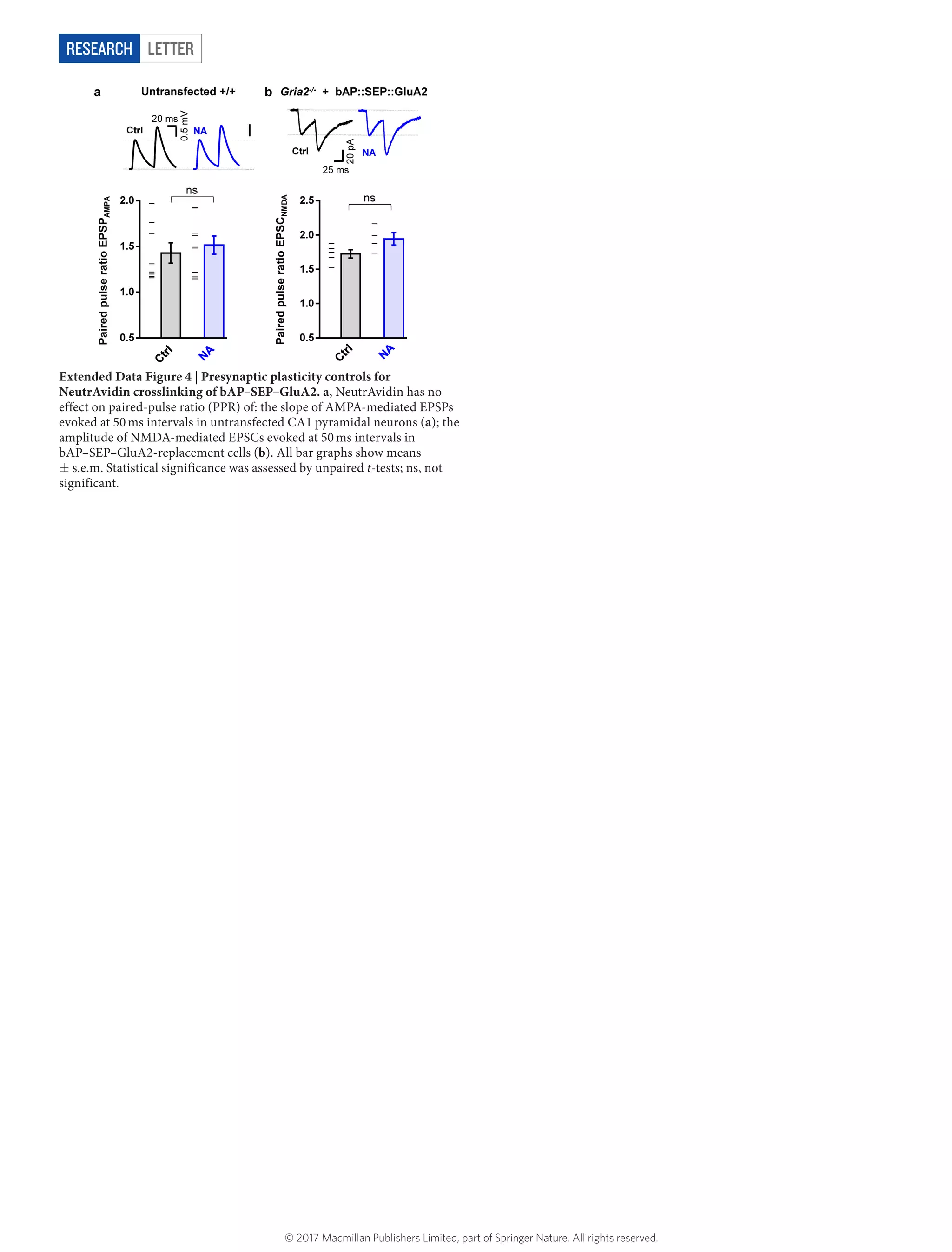 LetterRESEARCH
Extended Data Figure 4 | Presynaptic plasticity controls for
NeutrAvidin crosslinking of bAP–SEP–GluA2. a, NeutrAvidin has no
effect on paired-pulse ratio (PPR) of: the slope of AMPA-mediated EPSPs
evoked at 50 ms intervals in untransfected CA1 pyramidal neurons (a); the
amplitude of NMDA-mediated EPSCs evoked at 50 ms intervals in
bAP–SEP–GluA2-replacement cells (b). All bar graphs show means
±​s.e.m. Statistical significance was assessed by unpaired t-tests; ns, not
significant.
© 2017 Macmillan Publishers Limited, part of Springer Nature. All rights reserved.
 