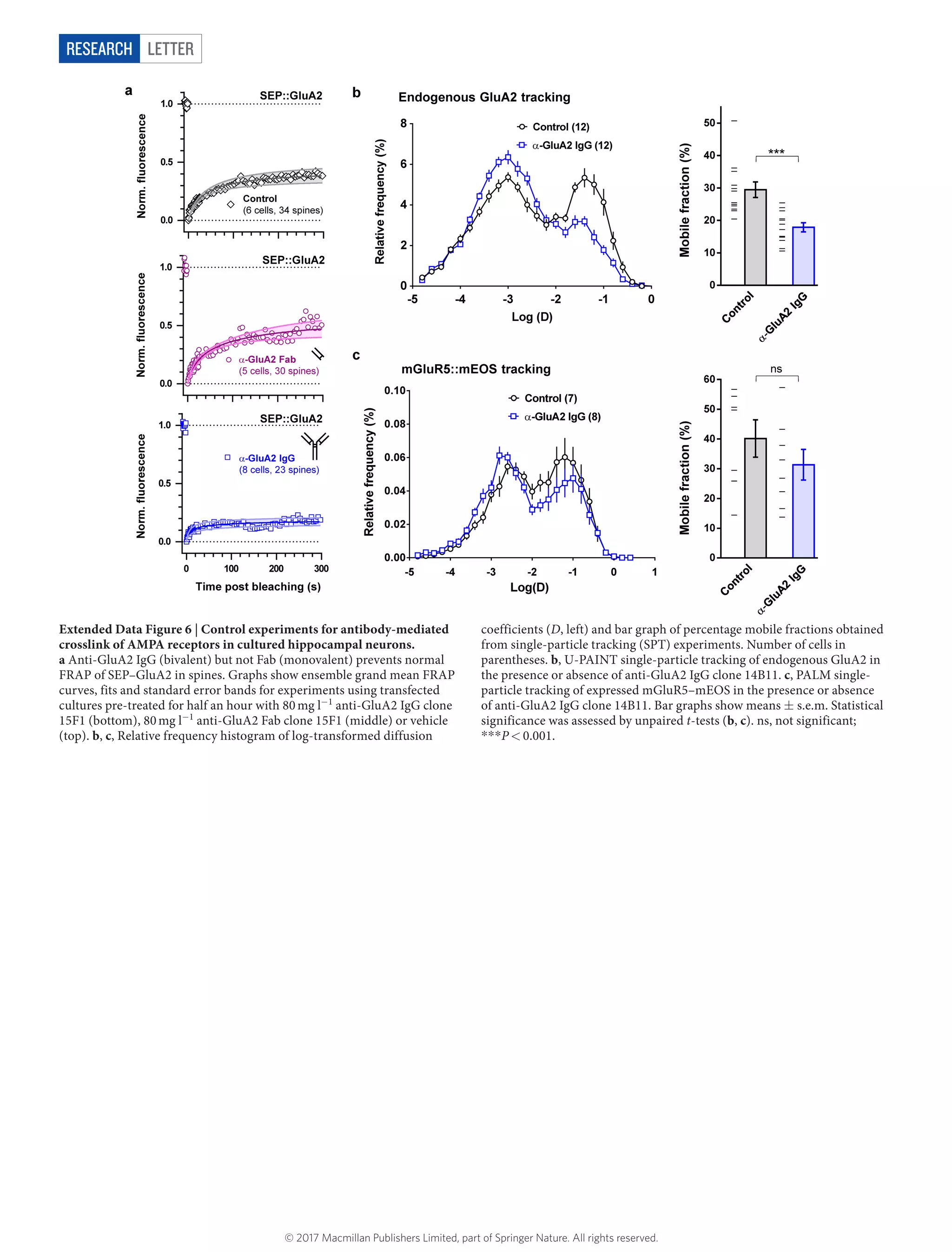 LetterRESEARCH
Extended Data Figure 6 | Control experiments for antibody-mediated
crosslink of AMPA receptors in cultured hippocampal neurons.
a Anti-GluA2 IgG (bivalent) but not Fab (monovalent) prevents normal
FRAP of SEP–GluA2 in spines. Graphs show ensemble grand mean FRAP
curves, fits and standard error bands for experiments using transfected
cultures pre-treated for half an hour with 80 mg l−1
anti-GluA2 IgG clone
15F1 (bottom), 80 mg l−1
anti-GluA2 Fab clone 15F1 (middle) or vehicle
(top). b, c, Relative frequency histogram of log-transformed diffusion
coefficients (D, left) and bar graph of percentage mobile fractions obtained
from single-particle tracking (SPT) experiments. Number of cells in
parentheses. b, U-PAINT single-particle tracking of endogenous GluA2 in
the presence or absence of anti-GluA2 IgG clone 14B11. c, PALM single-
particle tracking of expressed mGluR5–mEOS in the presence or absence
of anti-GluA2 IgG clone 14B11. Bar graphs show means ±​s.e.m. Statistical
significance was assessed by unpaired t-tests (b, c). ns, not significant;
*​*​*​P <​ 0.001.
© 2017 Macmillan Publishers Limited, part of Springer Nature. All rights reserved.
 