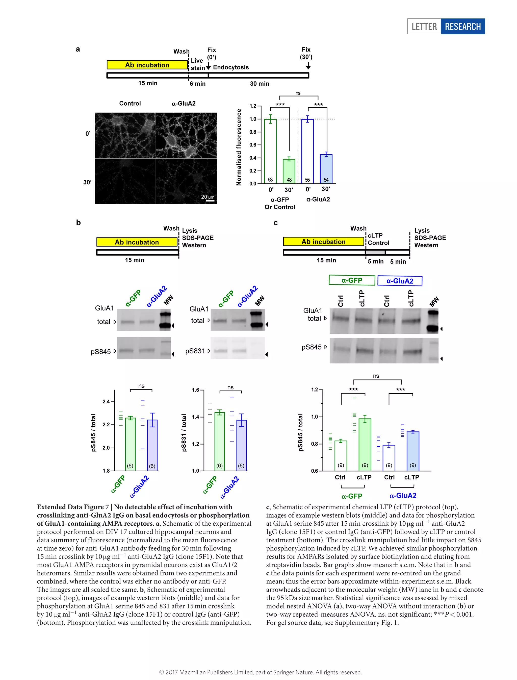 Letter RESEARCH
Extended Data Figure 7 | No detectable effect of incubation with
crosslinking anti-GluA2 IgG on basal endocytosis or phosphorylation
of GluA1-containing AMPA receptors. a, Schematic of the experimental
protocol performed on DIV 17 cultured hippocampal neurons and
data summary of fluorescence (normalized to the mean fluorescence
at time zero) for anti-GluA1 antibody feeding for 30 min following
15 min crosslink by 10 μ​g ml−1
anti-GluA2 IgG (clone 15F1). Note that
most GluA1 AMPA receptors in pyramidal neurons exist as GluA1/2
heteromers. Similar results were obtained from two experiments and
combined, where the control was either no antibody or anti-GFP.
The images are all scaled the same. b, Schematic of experimental
protocol (top), images of example western blots (middle) and data for
phosphorylation at GluA1 serine 845 and 831 after 15 min crosslink
by 10 μ​g ml−1
anti-GluA2 IgG (clone 15F1) or control IgG (anti-GFP)
(bottom). Phosphorylation was unaffected by the crosslink manipulation.
c, Schematic of experimental chemical LTP (cLTP) protocol (top),
images of example western blots (middle) and data for phosphorylation
at GluA1 serine 845 after 15 min crosslink by 10 μ​g ml−1
anti-GluA2
IgG (clone 15F1) or control IgG (anti-GFP) followed by cLTP or control
treatment (bottom). The crosslink manipulation had little impact on S845
phosphorylation induced by cLTP. We achieved similar phosphorylation
results for AMPARs isolated by surface biotinylation and eluting from
streptavidin beads. Bar graphs show means ±​ s.e.m. Note that in b and
c the data points for each experiment were re-centred on the grand
mean; thus the error bars approximate within-experiment s.e.m. Black
arrowheads adjacent to the molecular weight (MW) lane in b and c denote
the 95 kDa size marker. Statistical significance was assessed by mixed
model nested ANOVA (a), two-way ANOVA without interaction (b) or
two-way repeated-measures ANOVA. ns, not significant; *​*​*​P <​ 0.001.
For gel source data, see Supplementary Fig. 1.
© 2017 Macmillan Publishers Limited, part of Springer Nature. All rights reserved.
 
