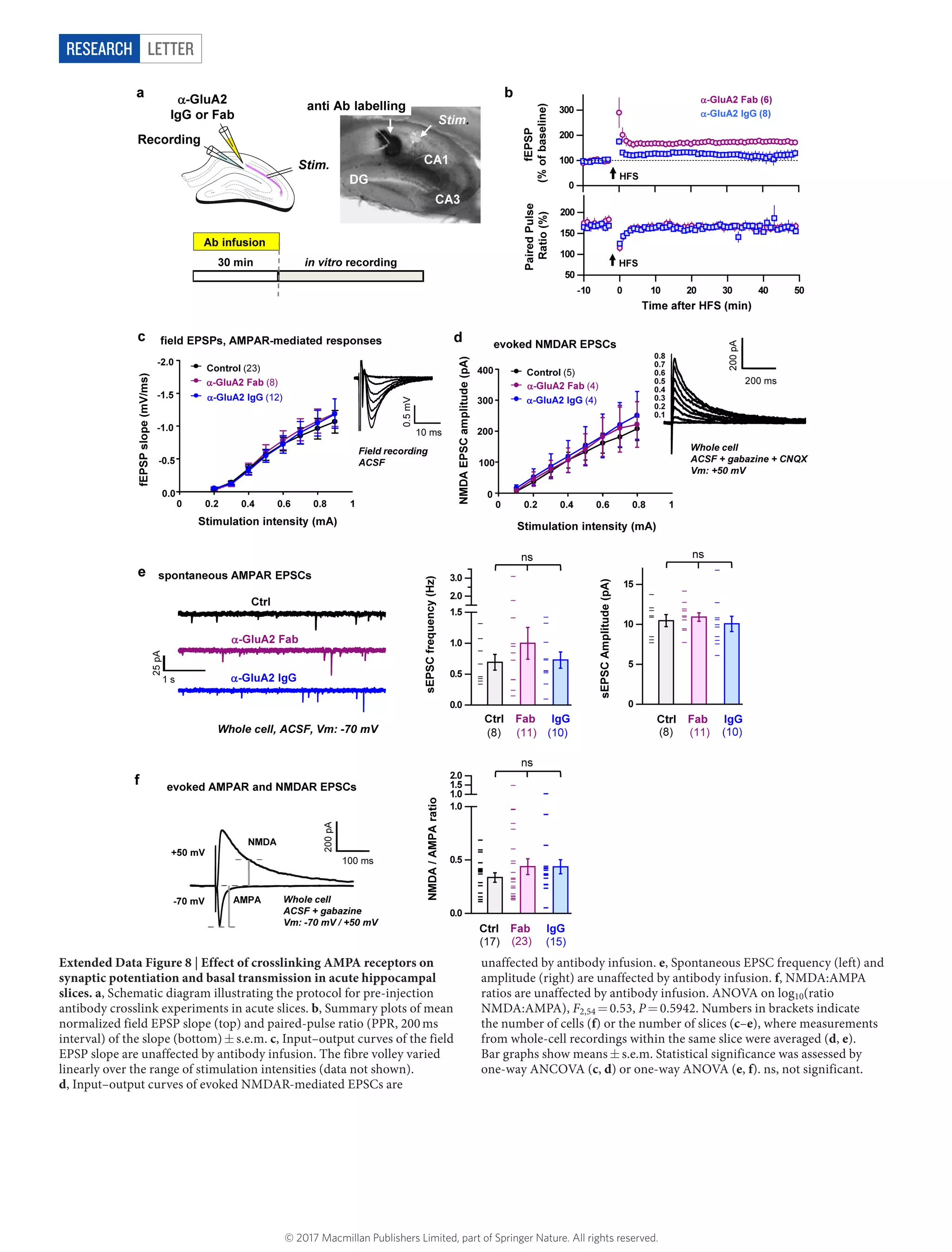 LetterRESEARCH
Extended Data Figure 8 | Effect of crosslinking AMPA receptors on
synaptic potentiation and basal transmission in acute hippocampal
slices. a, Schematic diagram illustrating the protocol for pre-injection
antibody crosslink experiments in acute slices. b, Summary plots of mean
normalized field EPSP slope (top) and paired-pulse ratio (PPR, 200 ms
interval) of the slope (bottom) ±​ s.e.m. c, Input–output curves of the field
EPSP slope are unaffected by antibody infusion. The fibre volley varied
linearly over the range of stimulation intensities (data not shown).
d, Input–output curves of evoked NMDAR-mediated EPSCs are
unaffected by antibody infusion. e, Spontaneous EPSC frequency (left) and
amplitude (right) are unaffected by antibody infusion. f, NMDA:AMPA
ratios are unaffected by antibody infusion. ANOVA on log10(ratio
NMDA:AMPA), F2,54 =​ 0.53, P =​ 0.5942. Numbers in brackets indicate
the number of cells (f) or the number of slices (c–e), where measurements
from whole-cell recordings within the same slice were averaged (d, e).
Bar graphs show means ±​ s.e.m. Statistical significance was assessed by
one-way ANCOVA (c, d) or one-way ANOVA (e, f). ns, not significant.
© 2017 Macmillan Publishers Limited, part of Springer Nature. All rights reserved.
 
