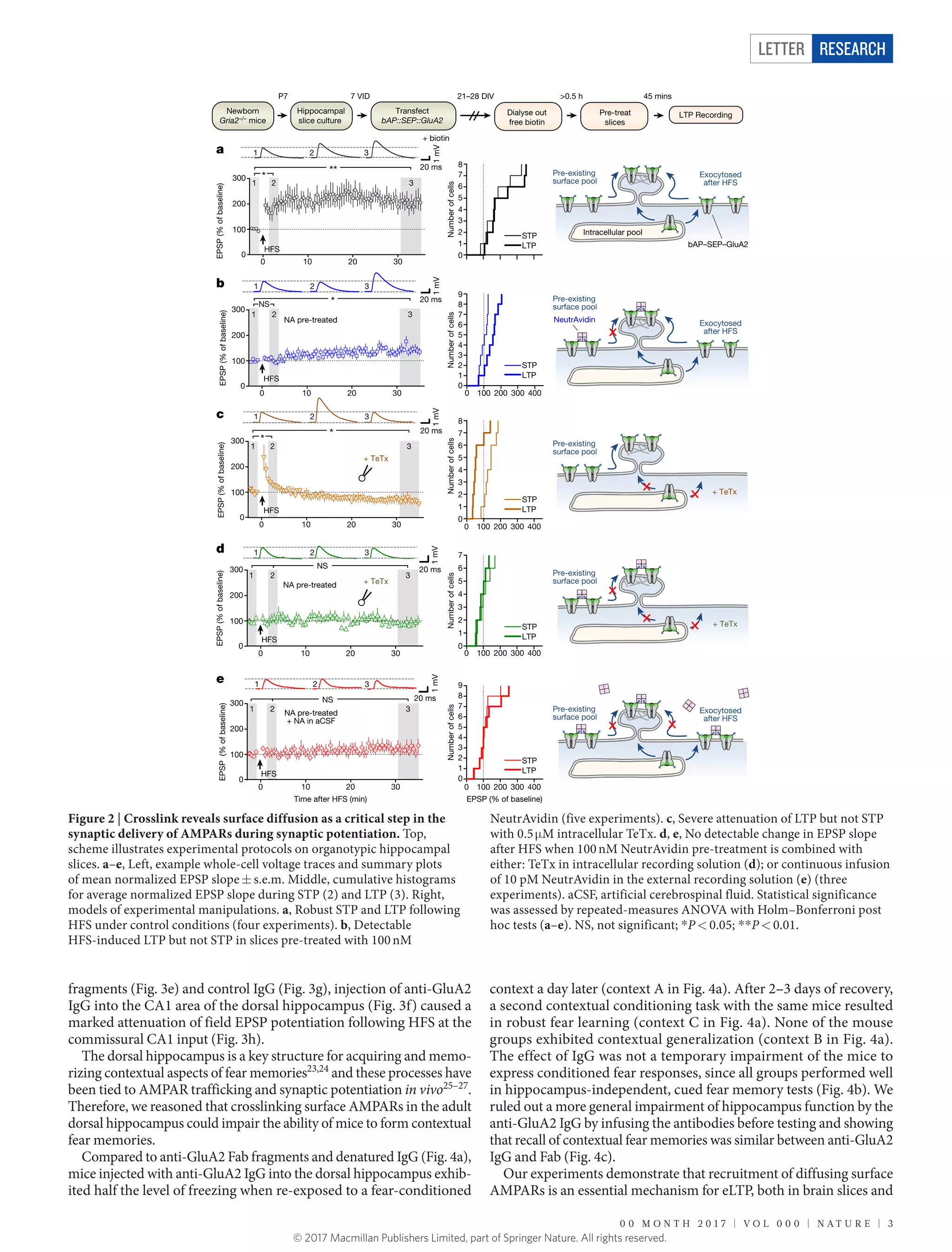 0 0 M o n t h 2 0 1 7 | V O L 0 0 0 | N A T U R E | 3
Letter RESEARCH
fragments (Fig. 3e) and control IgG (Fig. 3g), injection of anti-GluA2
IgG into the CA1 area of the dorsal hippocampus (Fig. 3f) caused a
marked attenuation of field EPSP potentiation following HFS at the
commissural CA1 input (Fig. 3h).
The dorsal hippocampus is a key structure for acquiring and memo-
rizing contextual aspects of fear memories23,24
and these processes have
been tied to AMPAR trafficking and synaptic potentiation in vivo25–27
.
Therefore, we reasoned that crosslinking surface AMPARs in the adult
dorsal hippocampus could impair the ability of mice to form contextual
fear memories.
Compared to anti-GluA2 Fab fragments and denatured IgG (Fig. 4a),
mice injected with anti-GluA2 IgG into the dorsal hippocampus exhib-
ited half the level of freezing when re-exposed to a fear-­conditioned
context a day later (context A in Fig. 4a). After 2–3 days of recovery,
a second contextual conditioning task with the same mice resulted
in robust fear learning (context C in Fig. 4a). None of the mouse
groups exhibited contextual generalization (context B in Fig. 4a).
The effect of IgG was not a temporary impairment of the mice to
express conditioned fear responses, since all groups performed well
in hippocampus-independent, cued fear memory tests (Fig. 4b). We
ruled out a more general impairment of hippocampus function by the
anti-GluA2 IgG by infusing the antibodies before testing and showing
that recall of contextual fear memories was similar between anti-GluA2
IgG and Fab (Fig. 4c).
Our experiments demonstrate that recruitment of diffusing surface
AMPARs is an essential mechanism for eLTP, both in brain slices and
Figure 2 | Crosslink reveals surface diffusion as a critical step in the
synaptic delivery of AMPARs during synaptic potentiation. Top,
scheme illustrates experimental protocols on organotypic hippocampal
slices. a–e, Left, example whole-cell voltage traces and summary plots
of mean normalized EPSP slope ±​ s.e.m. Middle, cumulative histograms
for average normalized EPSP slope during STP (2) and LTP (3). Right,
models of experimental manipulations. a, Robust STP and LTP following
HFS under control conditions (four experiments). b, Detectable
HFS-induced LTP but not STP in slices pre-treated with 100 nM
NeutrAvidin (five experiments). c, Severe attenuation of LTP but not STP
with 0.5 μ​M intracellular TeTx. d, e, No detectable change in EPSP slope
after HFS when 100 nM NeutrAvidin pre-treatment is combined with
either: TeTx in intracellular recording solution (d); or continuous infusion
of 10 pM NeutrAvidin in the external recording solution (e) (three
experiments). aCSF, artificial cerebrospinal fluid. Statistical significance
was assessed by repeated-measures ANOVA with Holm–Bonferroni post
hoc tests (a–e). NS, not significant; *​P <​ 0.05; *​*​P <​ 0.01.
© 2017 Macmillan Publishers Limited, part of Springer Nature. All rights reserved.
 