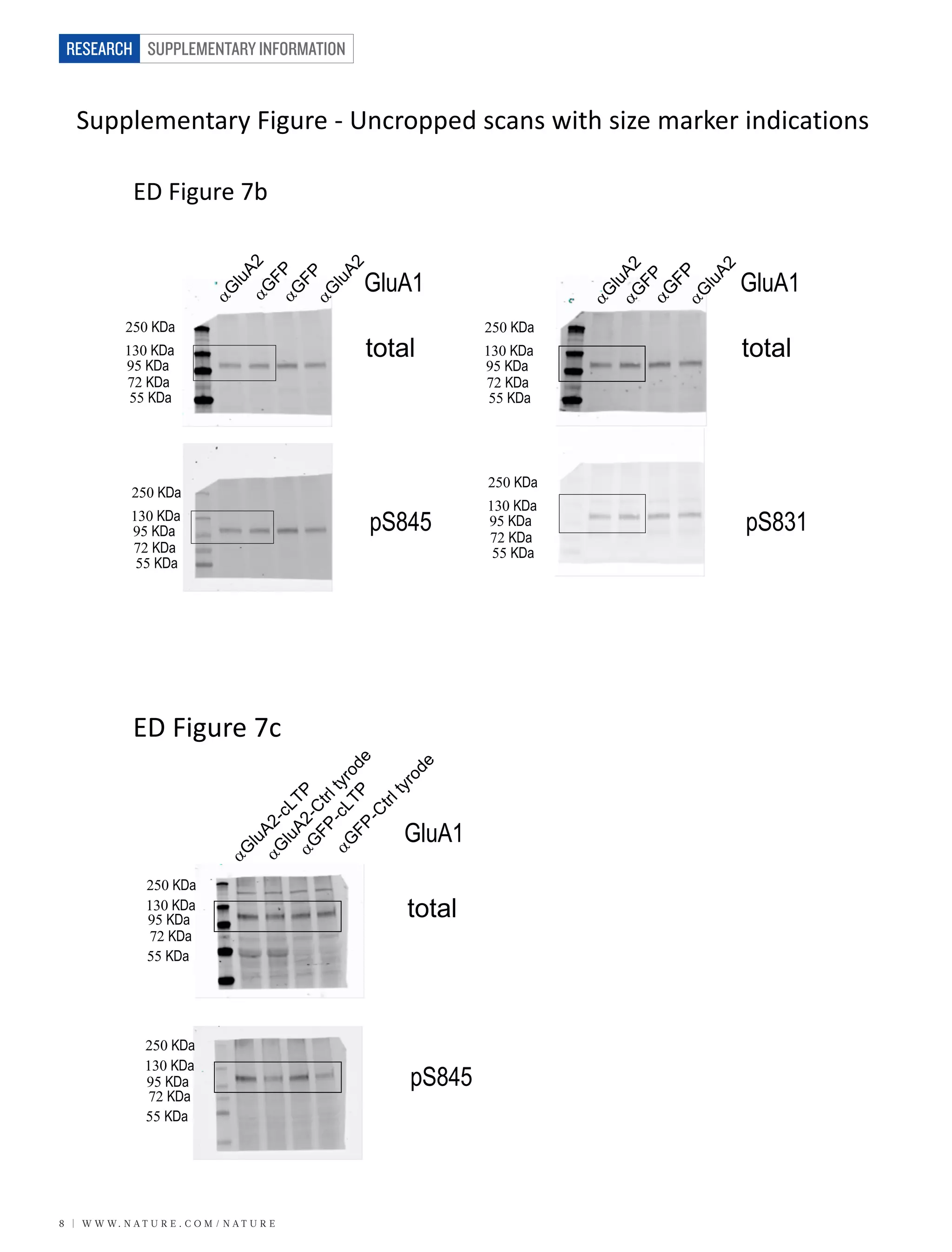 SUPPLEMENTARY INFORMATION
8 | W W W. N A T U R E . C O M / N A T U R E
RESEARCH
Supplementary	Figure	- Uncropped	scans	with	size	marker	indications
ED	Figure	7b
total
pS831
95 KDa
55 KDa
130 KDa
250 KDa
72 KDa
95 KDa
55 KDa
130 KDa
250 KDa
72 KDa95 KDa
55 KDa
130 KDa
250 KDa
72 KDa
95 KDa
55 KDa
130 KDa
250 KDa
72 KDa
GluA1
total
pS845
GluA1
ED	Figure	7c
GluA1
pS845
95 KDa
55 KDa
130 KDa
250 KDa
72 KDa
95 KDa
55 KDa
130 KDa
250 KDa
72 KDa
total
Supplementary	Figure	- Uncropped	scans	with	size	marker	indications
ED	Figure	7b
total
pS831
95 KDa
55 KDa
130 KDa
250 KDa
72 KDa
95 KDa
55 KDa
130 KDa
250 KDa
72 KDa95 KDa
55 KDa
130 KDa
250 KDa
72 KDa
95 KDa
55 KDa
130 KDa
250 KDa
72 KDa
GluA1
total
pS845
GluA1
ED	Figure	7c
GluA1
pS845
95 KDa
55 KDa
130 KDa
250 KDa
72 KDa
95 KDa
55 KDa
130 KDa
250 KDa
72 KDa
total
 