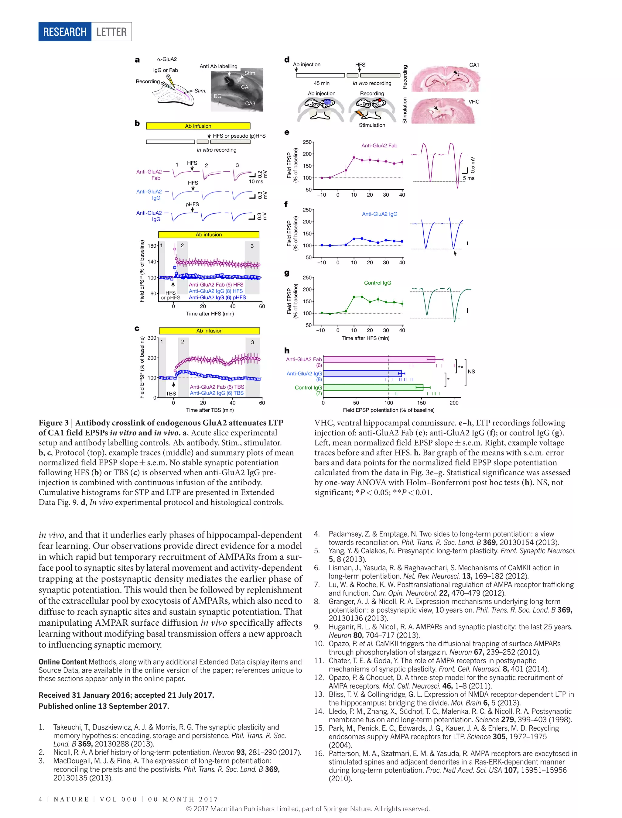 4 | N A T U R E | V O L 0 0 0 | 0 0 m o n t h 2 0 1 7
LetterRESEARCH
in vivo, and that it underlies early phases of hippocampal-dependent
fear learning. Our observations provide direct evidence for a model
in which rapid but temporary recruitment of AMPARs from a sur-
face pool to synaptic sites by lateral movement and activity-dependent
trapping at the postsynaptic density mediates the earlier phase of
­synaptic potentiation. This would then be followed by replenishment
of the extracellular pool by exocytosis of AMPARs, which also need to
diffuse to reach synaptic sites and sustain synaptic potentiation. That
manipulating AMPAR surface diffusion in vivo specifically affects
learning without modifying basal transmission offers a new approach
to influencing synaptic memory.
Online Content Methods, along with any additional Extended Data display items and
Source Data, are available in the online version of the paper; references unique to
these sections appear only in the online paper.
received 31 January 2016; accepted 21 July 2017.
Published online 13 September 2017.
1.	 Takeuchi, T., Duszkiewicz, A. J. & Morris, R. G. The synaptic plasticity and
memory hypothesis: encoding, storage and persistence. Phil. Trans. R. Soc.
Lond. B 369, 20130288 (2013).
2.	 Nicoll, R. A. A brief history of long-term potentiation. Neuron 93, 281–290 (2017).
3.	 MacDougall, M. J. & Fine, A. The expression of long-term potentiation:
reconciling the preists and the postivists. Phil. Trans. R. Soc. Lond. B 369,
20130135 (2013).
4.	 Padamsey, Z. & Emptage, N. Two sides to long-term potentiation: a view
towards reconciliation. Phil. Trans. R. Soc. Lond. B 369, 20130154 (2013).
5.	 Yang, Y. & Calakos, N. Presynaptic long-term plasticity. Front. Synaptic Neurosci.
5, 8 (2013).
6.	 Lisman, J., Yasuda, R. & Raghavachari, S. Mechanisms of CaMKII action in
long-term potentiation. Nat. Rev. Neurosci. 13, 169–182 (2012).
7.	 Lu, W. & Roche, K. W. Posttranslational regulation of AMPA receptor trafficking
and function. Curr. Opin. Neurobiol. 22, 470–479 (2012).
8.	 Granger, A. J. & Nicoll, R. A. Expression mechanisms underlying long-term
potentiation: a postsynaptic view, 10 years on. Phil. Trans. R. Soc. Lond. B 369,
20130136 (2013).
9.	 Huganir, R. L. & Nicoll, R. A. AMPARs and synaptic plasticity: the last 25 years.
Neuron 80, 704–717 (2013).
10.	 Opazo, P. et al. CaMKII triggers the diffusional trapping of surface AMPARs
through phosphorylation of stargazin. Neuron 67, 239–252 (2010).
11.	 Chater, T. E. & Goda, Y. The role of AMPA receptors in postsynaptic
mechanisms of synaptic plasticity. Front. Cell. Neurosci. 8, 401 (2014).
12.	 Opazo, P. & Choquet, D. A three-step model for the synaptic recruitment of
AMPA receptors. Mol. Cell. Neurosci. 46, 1–8 (2011).
13.	 Bliss, T. V. & Collingridge, G. L. Expression of NMDA receptor-dependent LTP in
the hippocampus: bridging the divide. Mol. Brain 6, 5 (2013).
14.	 Lledo, P. M., Zhang, X., Südhof, T. C., Malenka, R. C. & Nicoll, R. A. Postsynaptic
membrane fusion and long-term potentiation. Science 279, 399–403 (1998).
15.	 Park, M., Penick, E. C., Edwards, J. G., Kauer, J. A. & Ehlers, M. D. Recycling
endosomes supply AMPA receptors for LTP. Science 305, 1972–1975
(2004).
16.	 Patterson, M. A., Szatmari, E. M. & Yasuda, R. AMPA receptors are exocytosed in
stimulated spines and adjacent dendrites in a Ras-ERK-dependent manner
during long-term potentiation. Proc. Natl Acad. Sci. USA 107, 15951–15956
(2010).
Figure 3 | Antibody crosslink of endogenous GluA2 attenuates LTP
of CA1 field EPSPs in vitro and in vivo. a, Acute slice experimental
setup and antibody labelling controls. Ab, antibody. Stim., stimulator.
b, c, Protocol (top), example traces (middle) and summary plots of mean
normalized field EPSP slope ±​ s.e.m. No stable synaptic potentiation
following HFS (b) or TBS (c) is observed when anti-GluA2 IgG pre-
injection is combined with continuous infusion of the antibody.
Cumulative histograms for STP and LTP are presented in Extended
Data Fig. 9. d, In vivo experimental protocol and histological controls.
VHC, ventral hippocampal commissure. e–h, LTP recordings following
injection of: anti-GluA2 Fab (e); anti-GluA2 IgG (f); or control IgG (g).
Left, mean normalized field EPSP slope ±​ s.e.m. Right, example voltage
traces before and after HFS. h, Bar graph of the means with s.e.m. error
bars and data points for the normalized field EPSP slope potentiation
calculated from the data in Fig. 3e–g. Statistical significance was assessed
by one-way ANOVA with Holm–Bonferroni post hoc tests (h). NS, not
significant; *​P <​ 0.05; *​*​P <​ 0.01.
© 2017 Macmillan Publishers Limited, part of Springer Nature. All rights reserved.
 