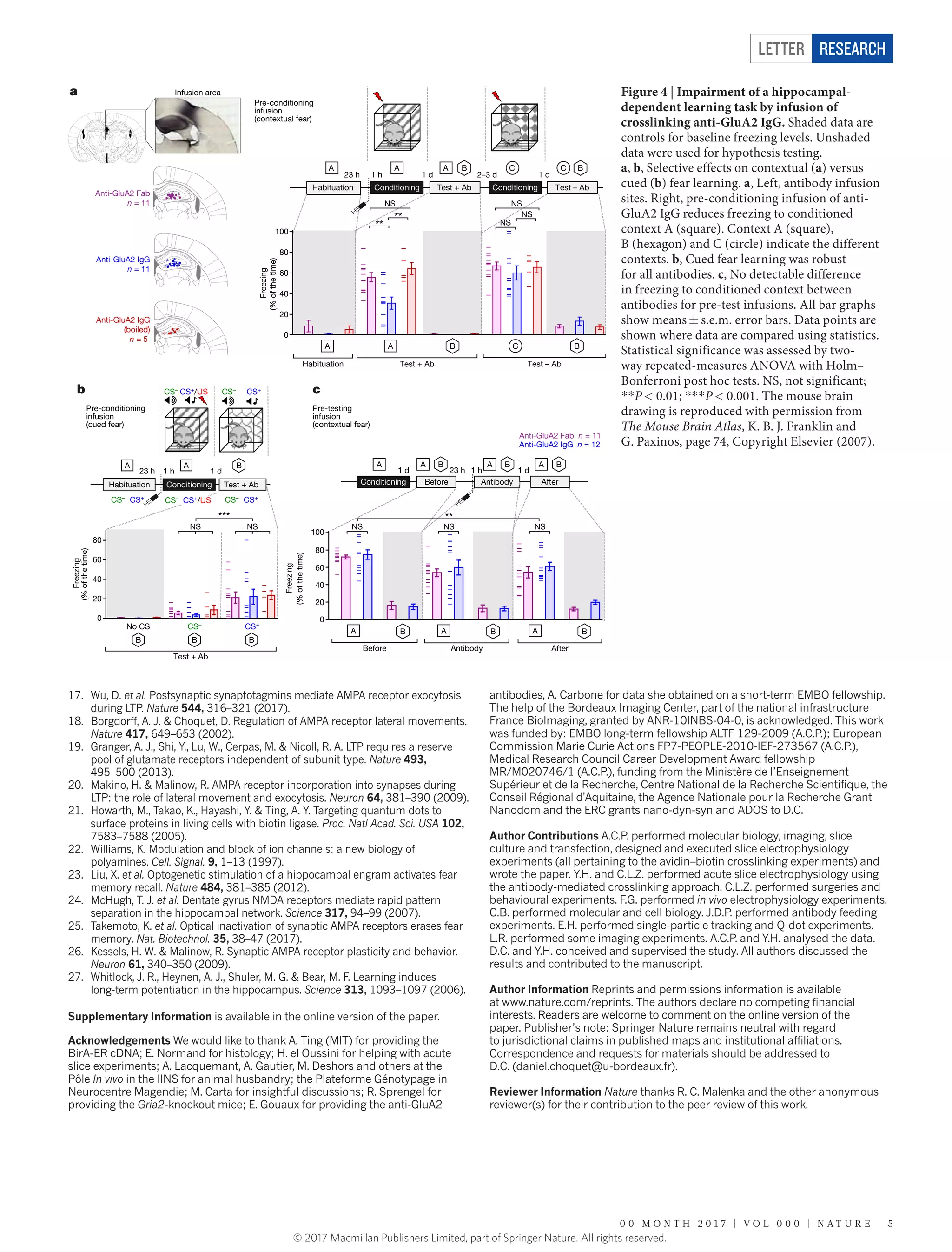 0 0 M o n t h 2 0 1 7 | V O L 0 0 0 | N A T U R E | 5
Letter RESEARCH
17.	 Wu, D. et al. Postsynaptic synaptotagmins mediate AMPA receptor exocytosis
during LTP. Nature 544, 316–321 (2017).
18.	 Borgdorff, A. J. & Choquet, D. Regulation of AMPA receptor lateral movements.
Nature 417, 649–653 (2002).
19.	 Granger, A. J., Shi, Y., Lu, W., Cerpas, M. & Nicoll, R. A. LTP requires a reserve
pool of glutamate receptors independent of subunit type. Nature 493,
495–500 (2013).
20.	 Makino, H. & Malinow, R. AMPA receptor incorporation into synapses during
LTP: the role of lateral movement and exocytosis. Neuron 64, 381–390 (2009).
21.	 Howarth, M., Takao, K., Hayashi, Y. & Ting, A. Y. Targeting quantum dots to
surface proteins in living cells with biotin ligase. Proc. Natl Acad. Sci. USA 102,
7583–7588 (2005).
22.	 Williams, K. Modulation and block of ion channels: a new biology of
polyamines. Cell. Signal. 9, 1–13 (1997).
23.	 Liu, X. et al. Optogenetic stimulation of a hippocampal engram activates fear
memory recall. Nature 484, 381–385 (2012).
24.	 McHugh, T. J. et al. Dentate gyrus NMDA receptors mediate rapid pattern
separation in the hippocampal network. Science 317, 94–99 (2007).
25.	 Takemoto, K. et al. Optical inactivation of synaptic AMPA receptors erases fear
memory. Nat. Biotechnol. 35, 38–47 (2017).
26.	 Kessels, H. W. & Malinow, R. Synaptic AMPA receptor plasticity and behavior.
Neuron 61, 340–350 (2009).
27.	 Whitlock, J. R., Heynen, A. J., Shuler, M. G. & Bear, M. F. Learning induces
long-term potentiation in the hippocampus. Science 313, 1093–1097 (2006).
Figure 4 | Impairment of a hippocampal-
dependent learning task by infusion of
crosslinking anti-GluA2 IgG. Shaded data are
controls for baseline freezing levels. Unshaded
data were used for hypothesis testing.
a, b, Selective effects on contextual (a) versus
cued (b) fear learning. a, Left, antibody infusion
sites. Right, pre-conditioning infusion of anti-
GluA2 IgG reduces freezing to conditioned
context A (square). Context A (square),
B (hexagon) and C (circle) indicate the different
contexts. b, Cued fear learning was robust
for all antibodies. c, No detectable difference
in freezing to conditioned context between
antibodies for pre-test infusions. All bar graphs
show means ±​ s.e.m. error bars. Data points are
shown where data are compared using statistics.
Statistical significance was assessed by two-
way repeated-measures ANOVA with Holm–
Bonferroni post hoc tests. NS, not significant;
*​*​P <​ 0.01; *​*​*​P <​ 0.001. The mouse brain
drawing is reproduced with permission from
The Mouse Brain Atlas, K. B. J. Franklin and
G. Paxinos, page 74, Copyright Elsevier (2007).
Supplementary Information is available in the online version of the paper.
Acknowledgements We would like to thank A. Ting (MIT) for providing the
BirA-ER cDNA; E. Normand for histology; H. el Oussini for helping with acute
slice experiments; A. Lacquemant, A. Gautier, M. Deshors and others at the
Pôle In vivo in the IINS for animal husbandry; the Plateforme Génotypage in
Neurocentre Magendie; M. Carta for insightful discussions; R. Sprengel for
providing the Gria2-knockout mice; E. Gouaux for providing the anti-GluA2
antibodies, A. Carbone for data she obtained on a short-term EMBO fellowship.
The help of the Bordeaux Imaging Center, part of the national infrastructure
France BioImaging, granted by ANR-10INBS-04-0, is acknowledged. This work
was funded by: EMBO long-term fellowship ALTF 129-2009 (A.C.P.); European
Commission Marie Curie Actions FP7-PEOPLE-2010-IEF-273567 (A.C.P.),
Medical Research Council Career Development Award fellowship
MR/M020746/1 (A.C.P.), funding from the Ministère de l’Enseignement
Supérieur et de la Recherche, Centre National de la Recherche Scientifique, the
Conseil Régional d'Aquitaine, the Agence Nationale pour la Recherche Grant
Nanodom and the ERC grants nano-dyn-syn and ADOS to D.C.
Author Contributions A.C.P. performed molecular biology, imaging, slice
culture and transfection, designed and executed slice electrophysiology
experiments (all pertaining to the avidin–biotin crosslinking experiments) and
wrote the paper. Y.H. and C.L.Z. performed acute slice electrophysiology using
the antibody-mediated crosslinking approach. C.L.Z. performed surgeries and
behavioural experiments. F.G. performed in vivo electrophysiology experiments.
C.B. performed molecular and cell biology. J.D.P. performed antibody feeding
experiments. E.H. performed single-particle tracking and Q-dot experiments.
L.R. performed some imaging experiments. A.C.P. and Y.H. analysed the data.
D.C. and Y.H. conceived and supervised the study. All authors discussed the
results and contributed to the manuscript.
Author Information Reprints and permissions information is available
at www.nature.com/reprints. The authors declare no competing financial
interests. Readers are welcome to comment on the online version of the
paper. Publisher’s note: Springer Nature remains neutral with regard
to jurisdictional claims in published maps and institutional affiliations.
Correspondence and requests for materials should be addressed to
D.C. (daniel.choquet@u-bordeaux.fr).
Reviewer Information Nature thanks R. C. Malenka and the other anonymous
reviewer(s) for their contribution to the peer review of this work.
© 2017 Macmillan Publishers Limited, part of Springer Nature. All rights reserved.
 