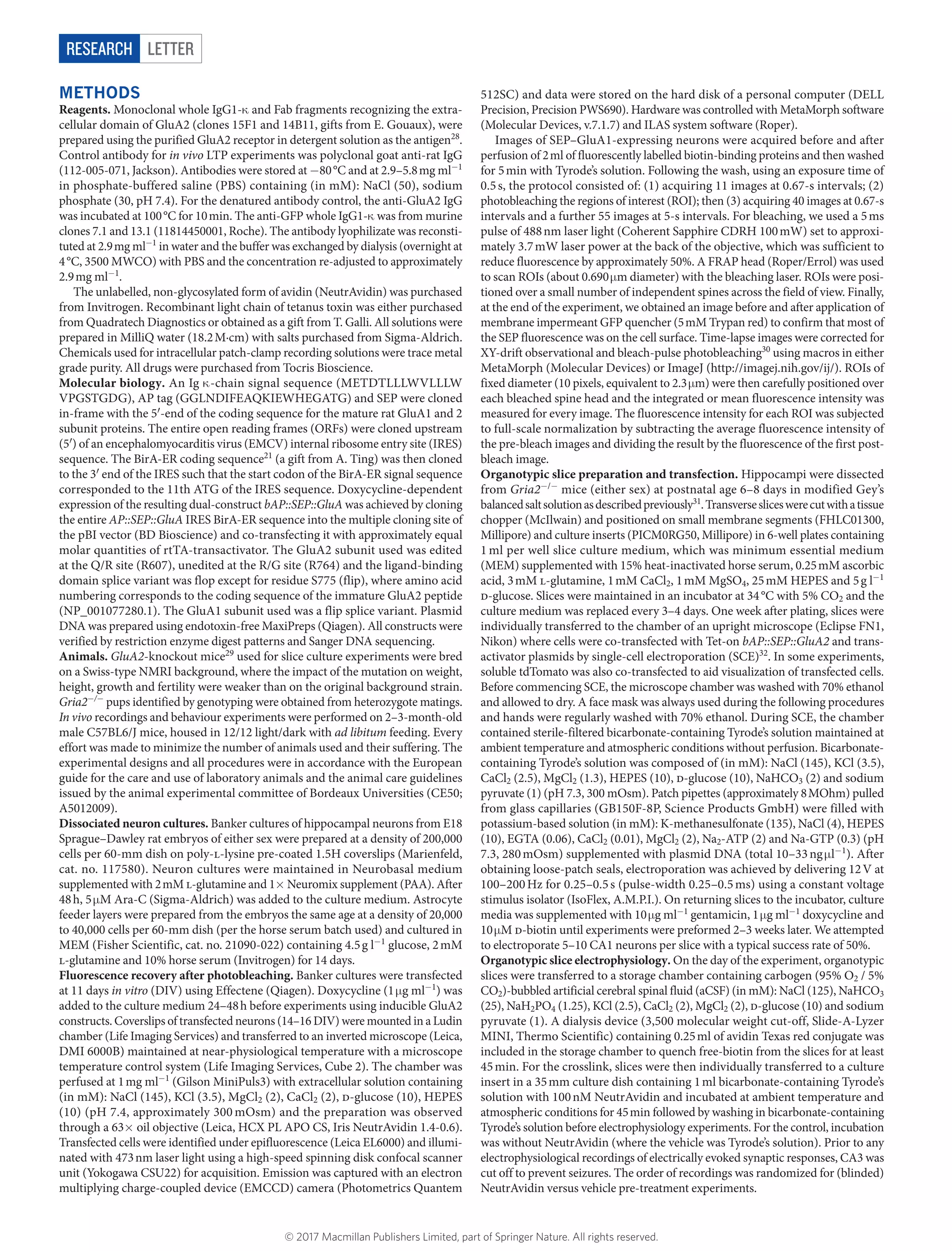 LetterRESEARCH
Methods
Reagents. Monoclonal whole IgG1-κ​and Fab fragments recognizing the extra-
cellular domain of GluA2 (clones 15F1 and 14B11, gifts from E. Gouaux), were
prepared using the purified GluA2 receptor in detergent solution as the antigen28
.
Control antibody for in vivo LTP experiments was polyclonal goat anti-rat IgG
(112-005-071, Jackson). Antibodies were stored at −​80 °C and at 2.9–5.8 mg ml−1
in phosphate-buffered saline (PBS) containing (in mM): NaCl (50), sodium
phosphate (30, pH 7.4). For the denatured antibody control, the anti-GluA2 IgG
was incubated at 100 °C for 10 min. The anti-GFP whole IgG1-κ​was from murine
clones 7.1 and 13.1 (11814450001, Roche). The antibody lyophilizate was reconsti-
tuted at 2.9 mg ml−1
in water and the buffer was exchanged by dialysis (overnight at
4 °C, 3500 MWCO) with PBS and the concentration re-adjusted to approximately
2.9 mg ml−1
.
The unlabelled, non-glycosylated form of avidin (NeutrAvidin) was purchased
from Invitrogen. Recombinant light chain of tetanus toxin was either purchased
from Quadratech Diagnostics or obtained as a gift from T. Galli. All solutions were
prepared in MilliQ water (18.2 M·cm) with salts purchased from Sigma-Aldrich.
Chemicals used for intracellular patch-clamp recording solutions were trace metal
grade purity. All drugs were purchased from Tocris Bioscience.
Molecular biology. An Ig κ​-chain signal sequence (METDTLLLWVLLLW
VPGSTGDG), AP tag (GGLNDIFEAQKIEWHEGATG) and SEP were cloned
in-frame with the 5′-end of the coding sequence for the mature rat GluA1 and 2
subunit proteins. The entire open reading frames (ORFs) were cloned upstream
(5′​) of an encephalomyocarditis virus (EMCV) internal ribosome entry site (IRES)
sequence. The BirA-ER coding sequence21
(a gift from A. Ting) was then cloned
to the 3′​end of the IRES such that the start codon of the BirA-ER signal sequence
corresponded to the 11th ATG of the IRES sequence. Doxycycline-dependent
expression of the resulting dual-construct bAP::SEP::GluA was achieved by ­cloning
the entire AP::SEP::GluA IRES BirA-ER sequence into the multiple cloning site of
the pBI vector (BD Bioscience) and co-transfecting it with approximately equal
molar quantities of rtTA-transactivator. The GluA2 subunit used was edited
at the Q/R site (R607), unedited at the R/G site (R764) and the ligand-binding
domain splice variant was flop except for residue S775 (flip), where amino acid
numbering corresponds to the coding sequence of the immature GluA2 peptide
(NP_001077280.1). The GluA1 subunit used was a flip splice variant. Plasmid
DNA was prepared using endotoxin-free MaxiPreps (Qiagen). All constructs were
verified by restriction enzyme digest patterns and Sanger DNA sequencing.
Animals. GluA2-knockout mice29
used for slice culture experiments were bred
on a Swiss-type NMRI background, where the impact of the mutation on weight,
height, growth and fertility were weaker than on the original background strain.
Gria2−/−
pups identified by genotyping were obtained from heterozygote matings.
In vivo recordings and behaviour experiments were performed on 2–3-month-old
male C57BL6/J mice, housed in 12/12 light/dark with ad libitum feeding. Every
effort was made to minimize the number of animals used and their suffering. The
experimental designs and all procedures were in accordance with the European
guide for the care and use of laboratory animals and the animal care guidelines
issued by the animal experimental committee of Bordeaux Universities (CE50;
A5012009).
Dissociated neuron cultures. Banker cultures of hippocampal neurons from E18
Sprague–Dawley rat embryos of either sex were prepared at a density of 200,000
cells per 60-mm dish on poly-l-lysine pre-coated 1.5H coverslips (Marienfeld,
cat. no. 117580). Neuron cultures were maintained in Neurobasal medium
­supplemented with 2 mM l-glutamine and 1×​Neuromix supplement (PAA). After
48 h, 5 μ​M Ara-C (Sigma-Aldrich) was added to the culture medium. Astrocyte
feeder layers were prepared from the embryos the same age at a density of 20,000
to 40,000 cells per 60-mm dish (per the horse serum batch used) and cultured in
MEM (Fisher Scientific, cat. no. 21090-022) containing 4.5 g l−1
glucose, 2 mM
l-glutamine and 10% horse serum (Invitrogen) for 14 days.
Fluorescence recovery after photobleaching. Banker cultures were transfected
at 11 days in vitro (DIV) using Effectene (Qiagen). Doxycycline (1 μ​g ml−1
) was
added to the culture medium 24–48 h before experiments using inducible GluA2
constructs. Coverslips of transfected neurons (14–16 DIV) were mounted in a Ludin
chamber (Life Imaging Services) and transferred to an inverted microscope (Leica,
DMI 6000B) maintained at near-physiological temperature with a microscope
temperature control system (Life Imaging Services, Cube 2). The chamber was
perfused at 1 mg ml−1
(Gilson MiniPuls3) with extracellular solution containing
(in mM): NaCl (145), KCl (3.5), MgCl2 (2), CaCl2 (2), d-glucose (10), HEPES
(10) (pH 7.4, approximately 300 mOsm) and the preparation was observed
through a 63×​oil objective (Leica, HCX PL APO CS, Iris NeutrAvidin 1.4-0.6).
Transfected cells were identified under epifluorescence (Leica EL6000) and illumi-
nated with 473 nm laser light using a high-speed spinning disk confocal scanner
unit (Yokogawa CSU22) for acquisition. Emission was captured with an electron
multiplying charge-coupled device (EMCCD) camera (Photometrics Quantem
512SC) and data were stored on the hard disk of a personal computer (DELL
Precision, Precision PWS690). Hardware was controlled with MetaMorph software
(Molecular Devices, v.7.1.7) and ILAS system software (Roper).
Images of SEP–GluA1-expressing neurons were acquired before and after
­perfusion of 2 ml of fluorescently labelled biotin-binding proteins and then washed
for 5 min with Tyrode’s solution. Following the wash, using an exposure time of
0.5 s, the protocol consisted of: (1) acquiring 11 images at 0.67-s intervals; (2)
photobleaching the regions of interest (ROI); then (3) acquiring 40 images at 0.67-s
intervals and a further 55 images at 5-s intervals. For bleaching, we used a 5 ms
pulse of 488 nm laser light (Coherent Sapphire CDRH 100 mW) set to approxi-
mately 3.7 mW laser power at the back of the objective, which was sufficient to
reduce fluorescence by approximately 50%. A FRAP head (Roper/Errol) was used
to scan ROIs (about 0.690 μ​m diameter) with the bleaching laser. ROIs were posi-
tioned over a small number of independent spines across the field of view. Finally,
at the end of the experiment, we obtained an image before and after application of
membrane impermeant GFP quencher (5 mM Trypan red) to confirm that most of
the SEP fluorescence was on the cell surface. Time-lapse images were corrected for
XY-drift observational and bleach-pulse photobleaching30
using macros in either
MetaMorph (Molecular Devices) or ImageJ (http://imagej.nih.gov/ij/). ROIs of
fixed diameter (10 pixels, equivalent to 2.3 μ​m) were then carefully positioned over
each bleached spine head and the integrated or mean fluorescence intensity was
measured for every image. The fluorescence intensity for each ROI was subjected
to full-scale normalization by subtracting the average fluorescence intensity of
the pre-bleach images and dividing the result by the fluorescence of the first post-
bleach image.
Organotypic slice preparation and transfection. Hippocampi were dissected
from Gria2−/−
mice (either sex) at postnatal age 6–8 days in modified Gey’s
balancedsaltsolutionasdescribedpreviously31
.Transversesliceswerecutwithatissue
chopper (McIlwain) and positioned on small membrane segments (FHLC01300,
Millipore) and culture inserts (PICM0RG50, Millipore) in 6-well plates containing
1 ml per well slice culture medium, which was minimum essential medium
(MEM) supplemented with 15% heat-inactivated horse serum, 0.25 mM ascorbic
acid, 3 mM l-glutamine, 1 mM CaCl2, 1 mM MgSO4, 25 mM HEPES and 5 g l−1
d-glucose. Slices were maintained in an incubator at 34 °C with 5% CO2 and the
culture medium was replaced every 3–4 days. One week after plating, slices were
individually transferred to the chamber of an upright microscope (Eclipse FN1,
Nikon) where cells were co-transfected with Tet-on bAP::SEP::GluA2 and trans-
activator plasmids by single-cell electroporation (SCE)32
. In some experiments,
soluble tdTomato was also co-transfected to aid visualization of transfected cells.
Before commencing SCE, the microscope chamber was washed with 70% ethanol
and allowed to dry. A face mask was always used during the following procedures
and hands were regularly washed with 70% ethanol. During SCE, the chamber
contained sterile-filtered bicarbonate-containing Tyrode’s solution maintained at
ambient temperature and atmospheric conditions without perfusion. Bicarbonate-
containing Tyrode’s solution was composed of (in mM): NaCl (145), KCl (3.5),
CaCl2 (2.5), MgCl2 (1.3), HEPES (10), d-glucose (10), NaHCO3 (2) and sodium
pyruvate (1) (pH 7.3, 300 mOsm). Patch pipettes (approximately 8 MOhm) pulled
from glass capillaries (GB150F-8P, Science Products GmbH) were filled with
potassium-based solution (in mM): K-methanesulfonate (135), NaCl (4), HEPES
(10), EGTA (0.06), CaCl2 (0.01), MgCl2 (2), Na2-ATP (2) and Na-GTP (0.3) (pH
7.3, 280 mOsm) supplemented with plasmid DNA (total 10–33 ng μ​l−1
). After
obtaining loose-patch seals, electroporation was achieved by delivering 12 V at
100–200 Hz for 0.25–0.5 s (pulse-width 0.25–0.5 ms) using a constant voltage
stimulus isolator (IsoFlex, A.M.P.I.). On returning slices to the incubator, culture
media was supplemented with 10 μ​g ml−1
gentamicin, 1 μ​g ml−1
doxycycline and
10 μ​M d-biotin until experiments were preformed 2–3 weeks later. We attempted
to electroporate 5–10 CA1 neurons per slice with a typical success rate of 50%.
Organotypic slice electrophysiology. On the day of the experiment, ­organotypic
slices were transferred to a storage chamber containing carbogen (95% O2 / 5%
CO2)-bubbled ­artificial cerebral spinal fluid (aCSF) (in mM): NaCl (125), NaHCO3
(25), NaH2PO4 (1.25), KCl (2.5), CaCl2 (2), MgCl2 (2), d-glucose (10) and sodium
pyruvate (1). A dialysis device (3,500 molecular weight cut-off, Slide-A-Lyzer
MINI, Thermo Scientific) containing 0.25 ml of avidin Texas red conjugate was
included in the storage ­chamber to quench free-biotin from the slices for at least
45 min. For the crosslink, slices were then individually transferred to a culture
insert in a 35 mm culture dish containing 1 ml bicarbonate-containing Tyrode’s
solution with 100 nM NeutrAvidin and incubated at ambient temperature and
atmospheric conditions for 45 min followed by washing in bicarbonate-containing
Tyrode’s solution before electrophysiology experiments. For the control, incubation
was without NeutrAvidin (where the vehicle was Tyrode’s solution). Prior to any
­electrophysiological recordings of electrically evoked synaptic responses, CA3 was
cut off to ­prevent seizures. The order of recordings was randomized for (blinded)
NeutrAvidin versus vehicle pre-treatment experiments.
© 2017 Macmillan Publishers Limited, part of Springer Nature. All rights reserved.
 