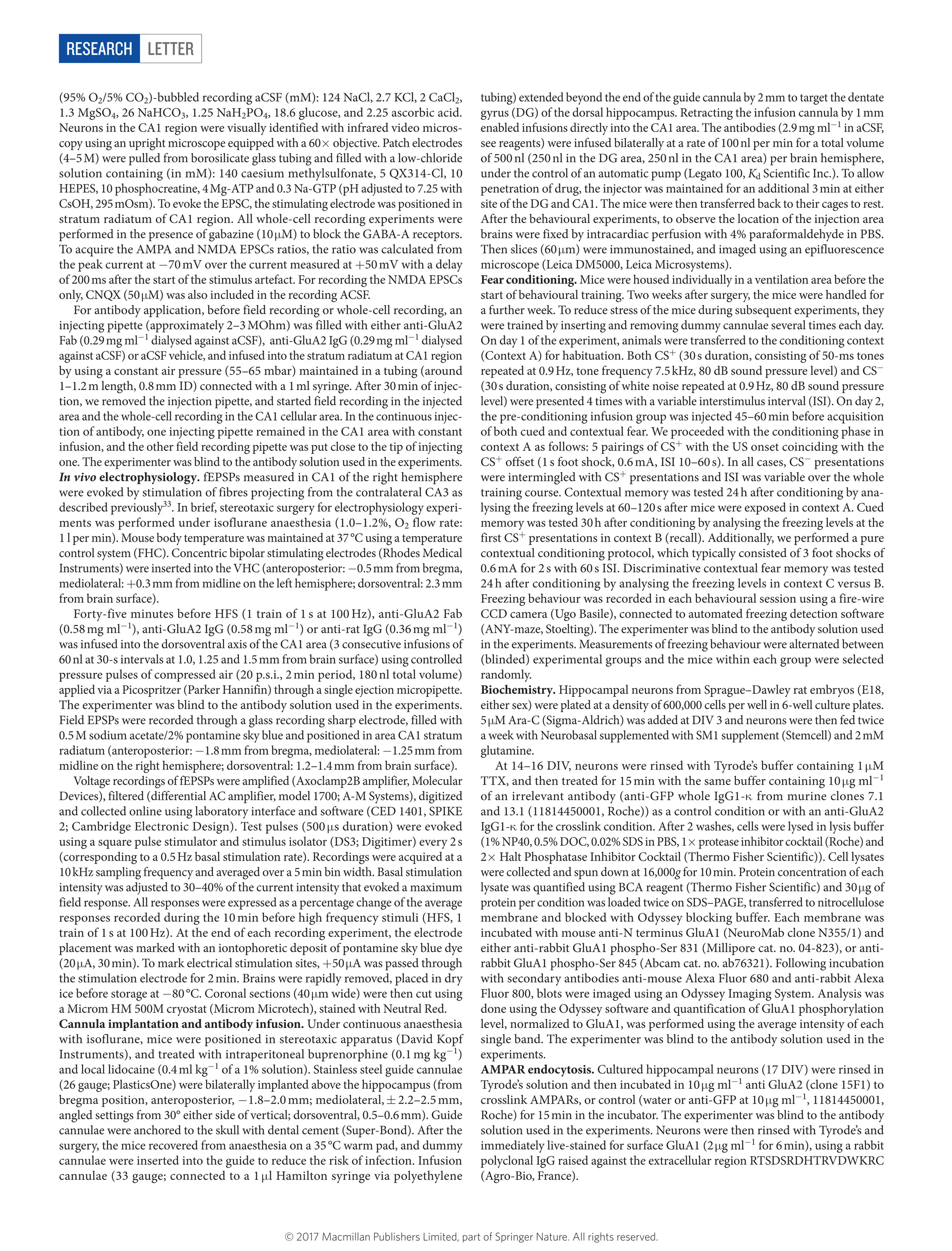 LetterRESEARCH
(95% O2/5% CO2)-bubbled recording aCSF (mM): 124 NaCl, 2.7 KCl, 2 CaCl2,
1.3 MgSO4, 26 NaHCO3, 1.25 NaH2PO4, 18.6 glucose, and 2.25 ascorbic acid.
Neurons in the CA1 region were visually identified with infrared video micros-
copy using an upright microscope equipped with a 60×​objective. Patch electrodes
(4–5 M) were pulled from borosilicate glass tubing and filled with a low-­chloride
solution containing (in mM): 140 caesium methylsulfonate, 5 QX314-Cl, 10
HEPES, 10 phosphocreatine, 4 Mg-ATP and 0.3 Na-GTP (pH adjusted to 7.25 with
CsOH, 295 mOsm). To evoke the EPSC, the stimulating electrode was positioned in
stratum radiatum of CA1 region. All whole-cell recording experiments were
performed in the presence of gabazine (10 μ​M) to block the GABA-A receptors.
To acquire the AMPA and NMDA EPSCs ratios, the ratio was calculated from
the peak current at −​70 mV over the current measured at +​50 mV with a delay
of 200 ms after the start of the stimulus artefact. For recording the NMDA EPSCs
only, CNQX (50 μ​M) was also included in the recording ACSF.
For antibody application, before field recording or whole-cell recording, an
injecting pipette (approximately 2–3 MOhm) was filled with either anti-GluA2
Fab (0.29 mg ml−1
dialysed against aCSF), anti-GluA2 IgG (0.29 mg ml−1
dialysed
against aCSF) or aCSF vehicle, and infused into the stratum radiatum at CA1 region
by using a constant air pressure (55–65 mbar) maintained in a tubing (around
1–1.2 m length, 0.8 mm ID) connected with a 1 ml syringe. After 30 min of injec-
tion, we removed the injection pipette, and started field recording in the injected
area and the whole-cell recording in the CA1 cellular area. In the continuous injec-
tion of antibody, one injecting pipette remained in the CA1 area with constant
infusion, and the other field recording pipette was put close to the tip of injecting
one. The experimenter was blind to the antibody solution used in the experiments.
In vivo electrophysiology. fEPSPs measured in CA1 of the right hemisphere
were evoked by stimulation of fibres projecting from the contralateral CA3 as
described previously33
. In brief, stereotaxic surgery for electrophysiology experi­
ments was performed under isoflurane anaesthesia (1.0–1.2%, O2 flow rate:
1 l per min). Mouse body temperature was maintained at 37 °C using a temperature
control system (FHC). Concentric bipolar stimulating electrodes (Rhodes Medical
Instruments) were inserted into the VHC (anteroposterior: −​0.5 mm from bregma,
mediolateral: +​0.3 mm from midline on the left hemisphere; dorsoventral: 2.3 mm
from brain surface).
Forty-five minutes before HFS (1 train of 1 s at 100 Hz), anti-GluA2 Fab
(0.58 mg ml−1
), anti-GluA2 IgG (0.58 mg ml−1
) or anti-rat IgG (0.36 mg ml−1
)
was infused into the dorsoventral axis of the CA1 area (3 consecutive infusions of
60 nl at 30-s intervals at 1.0, 1.25 and 1.5 mm from brain surface) using controlled
pressure pulses of compressed air (20 p.s.i., 2 min period, 180 nl total volume)
applied via a Picospritzer (Parker Hannifin) through a single ejection ­micropipette.
The experimenter was blind to the antibody solution used in the experiments.
Field EPSPs were recorded through a glass recording sharp electrode, filled with
0.5 M sodium acetate/2% pontamine sky blue and positioned in area CA1 stratum
radiatum (anteroposterior: −​1.8 mm from bregma, mediolateral: −​1.25 mm from
midline on the right hemisphere; dorsoventral: 1.2–1.4 mm from brain surface).
Voltage recordings of fEPSPs were amplified (Axoclamp2B amplifier, Molecular
Devices), filtered (differential AC amplifier, model 1700; A-M Systems), digitized
and collected online using laboratory interface and software (CED 1401, SPIKE
2; Cambridge Electronic Design). Test pulses (500 μ​s duration) were evoked
using a square pulse stimulator and stimulus isolator (DS3; Digitimer) every 2 s
(corresponding to a 0.5 Hz basal stimulation rate). Recordings were acquired at a
10 kHz sampling frequency and averaged over a 5 min bin width. Basal stimulation
intensity was adjusted to 30–40% of the current intensity that evoked a ­maximum
field response. All responses were expressed as a percentage change of the ­average
responses recorded during the 10 min before high frequency stimuli (HFS, 1
train of 1 s at 100 Hz). At the end of each recording experiment, the electrode
placement was marked with an iontophoretic deposit of pontamine sky blue dye
(20 μ​A, 30 min). To mark electrical stimulation sites, +​50 μ​A was passed through
the stimulation electrode for 2 min. Brains were rapidly removed, placed in dry
ice before storage at −​80 °C. Coronal sections (40 μ​m wide) were then cut using
a Microm HM 500M cryostat (Microm Microtech), stained with Neutral Red.
Cannula implantation and antibody infusion. Under continuous anaesthesia
with isoflurane, mice were positioned in stereotaxic apparatus (David Kopf
Instruments), and treated with intraperitoneal buprenorphine (0.1 mg kg−1
)
and local lidocaine (0.4 ml kg−1
of a 1% solution). Stainless steel guide cannulae
(26 gauge; PlasticsOne) were bilaterally implanted above the hippocampus (from
bregma position, anteroposterior, −​1.8–2.0 mm; mediolateral, ±​ 2.2–2.5 mm,
angled settings from 30° either side of vertical; dorsoventral, 0.5–0.6 mm). Guide
cannulae were anchored to the skull with dental cement (Super-Bond). After the
surgery, the mice recovered from anaesthesia on a 35 °C warm pad, and dummy
cannulae were inserted into the guide to reduce the risk of infection. Infusion
cannulae (33 gauge; connected to a 1 μ​l Hamilton syringe via polyethylene
tubing) extended beyond the end of the guide cannula by 2 mm to target the dentate
gyrus (DG) of the dorsal hippocampus. Retracting the infusion cannula by 1 mm
enabled infusions directly into the CA1 area. The antibodies (2.9 mg ml−1
in aCSF,
see reagents) were infused bilaterally at a rate of 100 nl per min for a total volume
of 500 nl (250 nl in the DG area, 250 nl in the CA1 area) per brain hemisphere,
under the control of an automatic pump (Legato 100, Kd Scientific Inc.). To allow
penetration of drug, the injector was maintained for an additional 3 min at either
site of the DG and CA1. The mice were then transferred back to their cages to rest.
After the behavioural experiments, to observe the location of the injection area
brains were fixed by intracardiac perfusion with 4% paraformaldehyde in PBS.
Then slices (60 μ​m) were immunostained, and imaged using an epifluorescence
microscope (Leica DM5000, Leica Microsystems).
Fear conditioning. Mice were housed individually in a ventilation area before the
start of behavioural training. Two weeks after surgery, the mice were handled for
a further week. To reduce stress of the mice during subsequent experiments, they
were trained by inserting and removing dummy cannulae several times each day.
On day 1 of the experiment, animals were transferred to the conditioning context
(Context A) for habituation. Both CS+
(30 s duration, consisting of 50-ms tones
repeated at 0.9 Hz, tone frequency 7.5 kHz, 80 dB sound pressure level) and CS−
(30 s duration, consisting of white noise repeated at 0.9 Hz, 80 dB sound pressure
level) were presented 4 times with a variable interstimulus interval (ISI). On day 2,
the pre-conditioning infusion group was injected 45–60 min before acquisition
of both cued and contextual fear. We proceeded with the conditioning phase in
context A as follows: 5 pairings of CS+
with the US onset coinciding with the
CS+
offset (1 s foot shock, 0.6 mA, ISI 10–60 s). In all cases, CS−
presentations
were intermingled with CS+
presentations and ISI was ­variable over the whole
training course. Contextual memory was tested 24 h after conditioning by ana-
lysing the freezing levels at 60–120 s after mice were exposed in context A. Cued
memory was tested 30 h after conditioning by analysing the freezing levels at the
first CS+
presentations in context B (recall). Additionally, we performed a pure
contextual conditioning protocol, which typically consisted of 3 foot shocks of
0.6 mA for 2 s with 60 s ISI. Discriminative contextual fear memory was tested
24 h after conditioning by analysing the freezing levels in context C versus B.
Freezing behaviour was recorded in each behavioural session using a fire-wire
CCD camera (Ugo Basile), connected to automated freezing detection software
(ANY-maze, Stoelting). The experimenter was blind to the antibody solution used
in the ­experiments. Measurements of freezing behaviour were alternated between
(blinded) experimental groups and the mice within each group were selected
randomly.
Biochemistry. Hippocampal neurons from Sprague–Dawley rat embryos (E18,
either sex) were plated at a density of 600,000 cells per well in 6-well culture plates.
5 μ​M Ara-C (Sigma-Aldrich) was added at DIV 3 and neurons were then fed twice
a week with Neurobasal supplemented with SM1 supplement (Stemcell) and 2 mM
glutamine.
At 14–16 DIV, neurons were rinsed with Tyrode’s buffer containing 1 μ​M
TTX, and then treated for 15 min with the same buffer containing 10 μ​g ml−1
of an irrelevant antibody (anti-GFP whole IgG1-κ​from murine clones 7.1
and 13.1 (11814450001, Roche)) as a control condition or with an anti-GluA2
IgG1-κ​for the crosslink condition. After 2 washes, cells were lysed in lysis buffer
(1%NP40,0.5%DOC,0.02%SDSinPBS,1×​proteaseinhibitorcocktail(Roche)and
2×​Halt Phosphatase Inhibitor Cocktail (Thermo Fisher Scientific)). Cell lysates
were collected and spun down at 16,000g for 10 min. Protein concentration of each
lysate was quantified using BCA reagent (Thermo Fisher Scientific) and 30 μ​g of
protein per condition was loaded twice on SDS–PAGE, transferred to nitrocellulose
membrane and blocked with Odyssey blocking buffer. Each membrane was
incubated with mouse anti-N terminus GluA1 (NeuroMab clone N355/1) and
either anti-rabbit GluA1 phospho-Ser 831 (Millipore cat. no. 04-823), or anti-
rabbit GluA1 phospho-Ser 845 (Abcam cat. no. ab76321). Following incubation
with secondary antibodies anti-mouse Alexa Fluor 680 and anti-rabbit Alexa
Fluor 800, blots were imaged using an Odyssey Imaging System. Analysis was
done using the Odyssey software and quantification of GluA1 phosphorylation
level, normalized to GluA1, was performed using the average intensity of each
single band. The experimenter was blind to the antibody solution used in the
experiments.
AMPAR endocytosis. Cultured hippocampal neurons (17 DIV) were rinsed in
Tyrode’s solution and then incubated in 10 μ​g ml−1
anti GluA2 (clone 15F1) to
crosslink AMPARs, or control (water or anti-GFP at 10 μ​g ml−1
, 11814450001,
Roche) for 15 min in the incubator. The experimenter was blind to the antibody
solution used in the experiments. Neurons were then rinsed with Tyrode’s and
immediately live-stained for surface GluA1 (2 μ​g ml−1
for 6 min), using a rabbit
polyclonal IgG raised against the extracellular region RTSDSRDHTRVDWKRC
(Agro-Bio, France).
© 2017 Macmillan Publishers Limited, part of Springer Nature. All rights reserved.
 