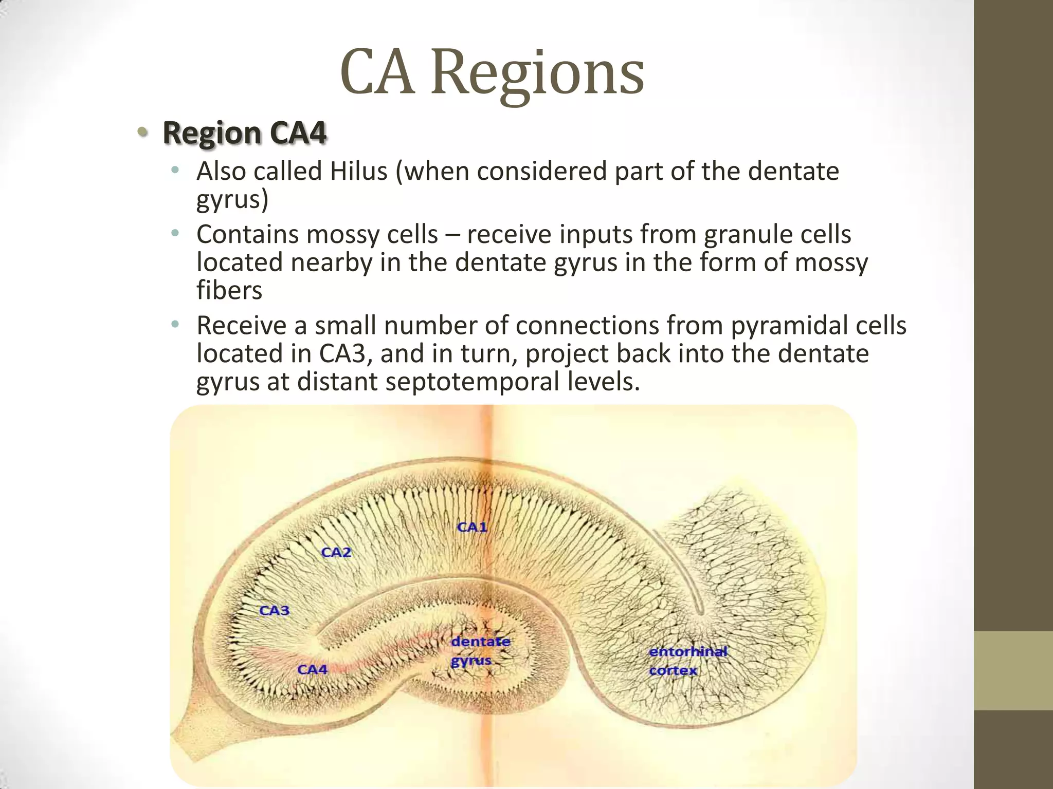 CA Regions
• Region CA4
  • Also called Hilus (when considered part of the dentate
    gyrus)
  • Contains mossy cells – receive inputs from granule cells
    located nearby in the dentate gyrus in the form of mossy
    fibers
  • Receive a small number of connections from pyramidal cells
    located in CA3, and in turn, project back into the dentate
    gyrus at distant septotemporal levels.
 