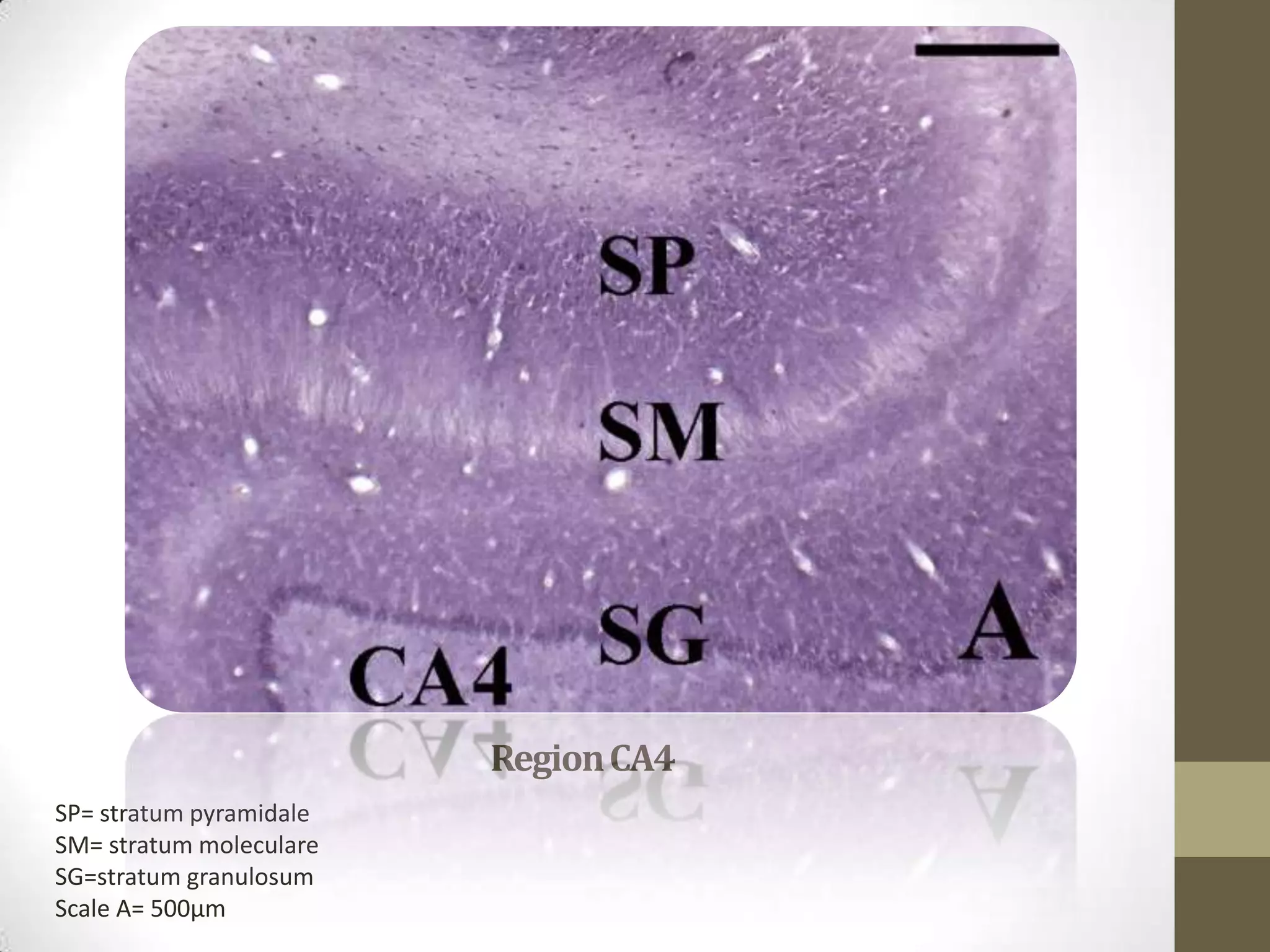 Region CA4
SP= stratum pyramidale
SM= stratum moleculare
SG=stratum granulosum
Scale A= 500µm
 