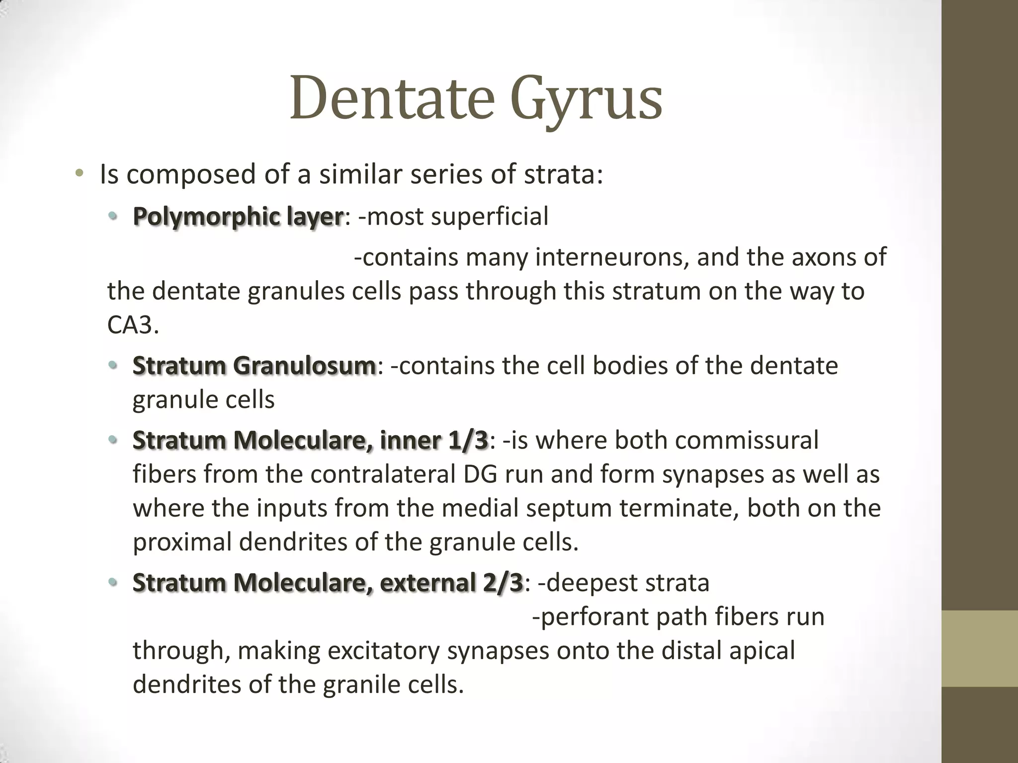 Dentate Gyrus
• Is composed of a similar series of strata:
  • Polymorphic layer: -most superficial
                        -contains many interneurons, and the axons of
  the dentate granules cells pass through this stratum on the way to
  CA3.
  • Stratum Granulosum: -contains the cell bodies of the dentate
    granule cells
  • Stratum Moleculare, inner 1/3: -is where both commissural
    fibers from the contralateral DG run and form synapses as well as
    where the inputs from the medial septum terminate, both on the
    proximal dendrites of the granule cells.
  • Stratum Moleculare, external 2/3: -deepest strata
                                       -perforant path fibers run
    through, making excitatory synapses onto the distal apical
    dendrites of the granile cells.
 