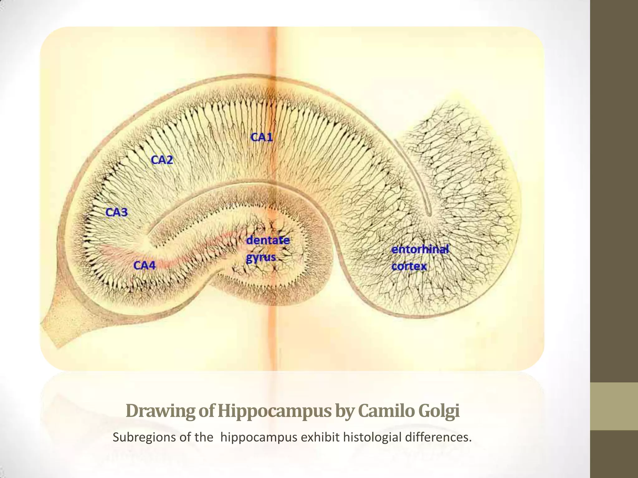 Drawing of Hippocampus by Camilo Golgi
Subregions of the hippocampus exhibit histologial differences.
 