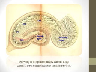 Drawing of Hippocampus by Camilo Golgi
Subregions of the hippocampus exhibit histologial differences.
 