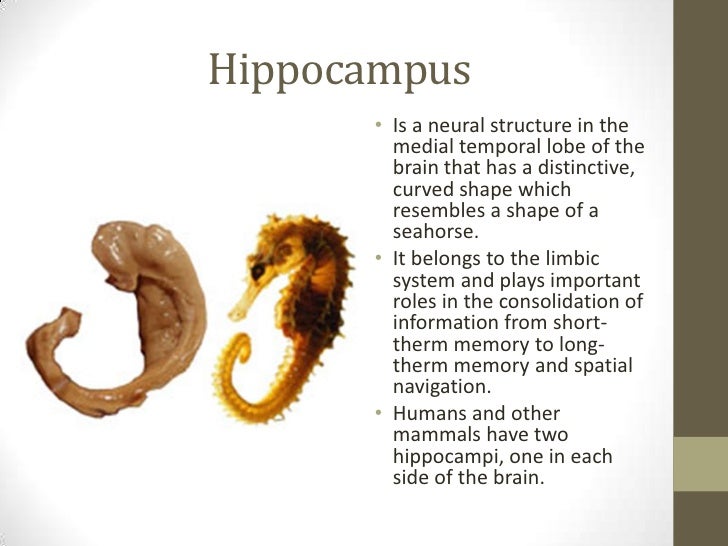 Hippocampus Seahorse Brain Hippocampus Seahorse Brain