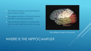 WHERE IS THE HIPPOCAMPUS?
 The hippocampus can be found in
the temporal lobe
 The green portion of the picture on
the left is the temporal lobe
 The temporal lobe is an inside fold
and would need x-ray vision to see
it
The different lobes of the brain
 