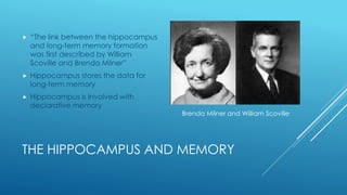 THE HIPPOCAMPUS AND MEMORY
 “The link between the hippocampus
and long-term memory formation
was first described by William
Scoville and Brenda Milner”
 Hippocampus stores the data for
long-term memory
 Hippocampus is involved with
declarative memory
Brenda Milner and William Scoville
 