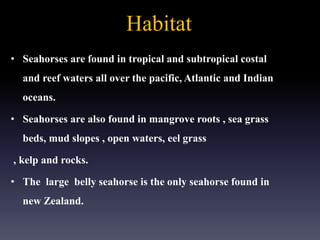 Habitat
• Seahorses are found in tropical and subtropical costal
and reef waters all over the pacific, Atlantic and Indian
oceans.
• Seahorses are also found in mangrove roots , sea grass
beds, mud slopes , open waters, eel grass
, kelp and rocks.
• The large belly seahorse is the only seahorse found in
new Zealand.
 