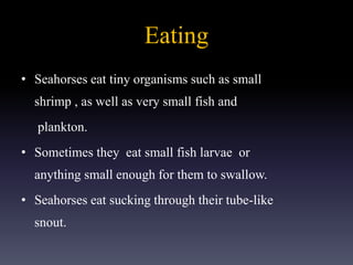 Eating
• Seahorses eat tiny organisms such as small
shrimp , as well as very small fish and
plankton.
• Sometimes they eat small fish larvae or
anything small enough for them to swallow.
• Seahorses eat sucking through their tube-like
snout.
 