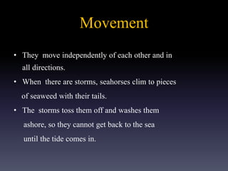 Movement
• They move independently of each other and in
all directions.
• When there are storms, seahorses clim to pieces
of seaweed with their tails.
• The storms toss them off and washes them
ashore, so they cannot get back to the sea
until the tide comes in.
 