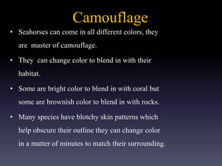 Camouflage
• Seahorses can come in all different colors, they
are master of camouflage.
• They can change color to blend in with their
habitat.
• Some are bright color to blend in with coral but
some are brownish color to blend in with rocks.
• Many species have blotchy skin patterns which
help obscure their outline they can change color
in a matter of minutes to match their surrounding.
 