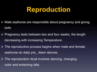 Reproduction
 Male seahorse are responsible about pregnancy and giving
birth.
 Pregnancy lasts between two and four weeks, the length
decreasing with increasing Temperature.
 The reproductive process begins when male and female
seahorse do daily pre_ dawn dances.
 The reproduction ritual involves dancing, changing
color and entwining tails.
 