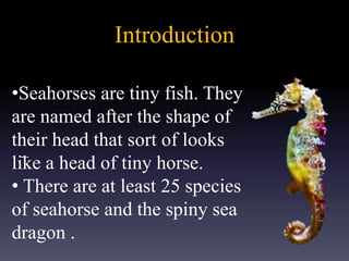 Introduction
_
•Seahorses are tiny fish. They
are named after the shape of
their head that sort of looks
like a head of tiny horse.
• There are at least 25 species
of seahorse and the spiny sea
dragon .
 