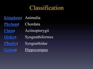 Classification
_
Kingdom: Animalia
Phylum: Chordata
Class: Actinopterygii
Order: Syngnathiformes
Family: Syngnathidae
Genus: Hippocampus
 