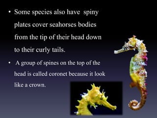 • Some species also have spiny
plates cover seahorses bodies
from the tip of their head down
to their curly tails.
• A group of spines on the top of the
head is called coronet because it look
like a crown.
 
