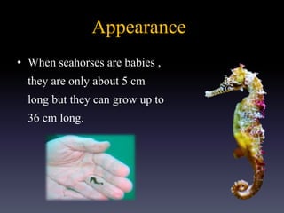 Appearance
• When seahorses are babies ,
they are only about 5 cm
long but they can grow up to
36 cm long.
 