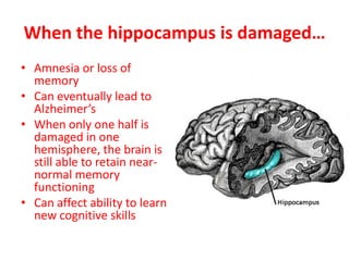 Learning1st StudyArt Kramer, Charles Hillman & Laura Chaddock -   Affiliation between physical fitness (of children) and the hippocampus- Previous studies only on adults and animalsMagnetic resonance imaging to measure size of hippocampus in children 