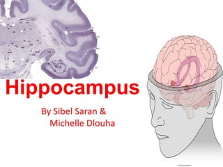 Hippocampus By Sibel Saran & Michelle Dlouha 