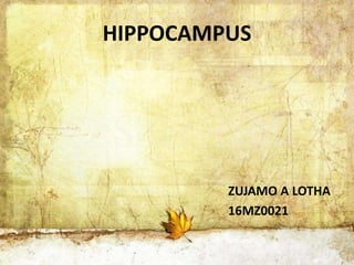 HIPPOCAMPUS
ZUJAMO A LOTHA
16MZ0021
 