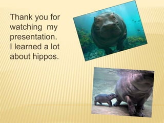 Thank you for
watching my
presentation.
I learned a lot
about hippos.
 