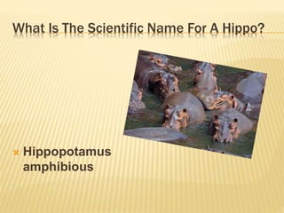 What Is The Scientific Name For A Hippo?
 Hippopotamus
amphibious
 