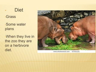 • Diet
•Grass
•Some water
plans
•When they live in
the zoo they are
on a herbivore
diet.
 