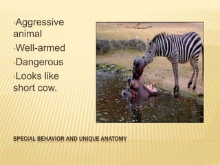 SPECIAL BEHAVIOR AND UNIQUE ANATOMY
•Aggressive
animal
•Well-armed
•Dangerous
•Looks like
short cow.
 