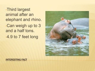 INTERESTING FACT
•Third largest
animal after an
elephant and rhino.
•Can weigh up to 3
and a half tons.
•4.9 to 7 feet long
 