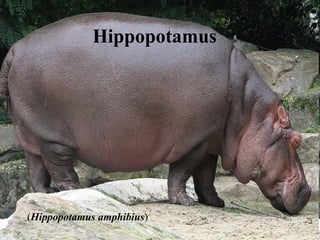 Hippopotamus ( Hippopotamus amphibius )  