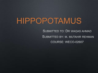 HIPPOPOTAMUS
 